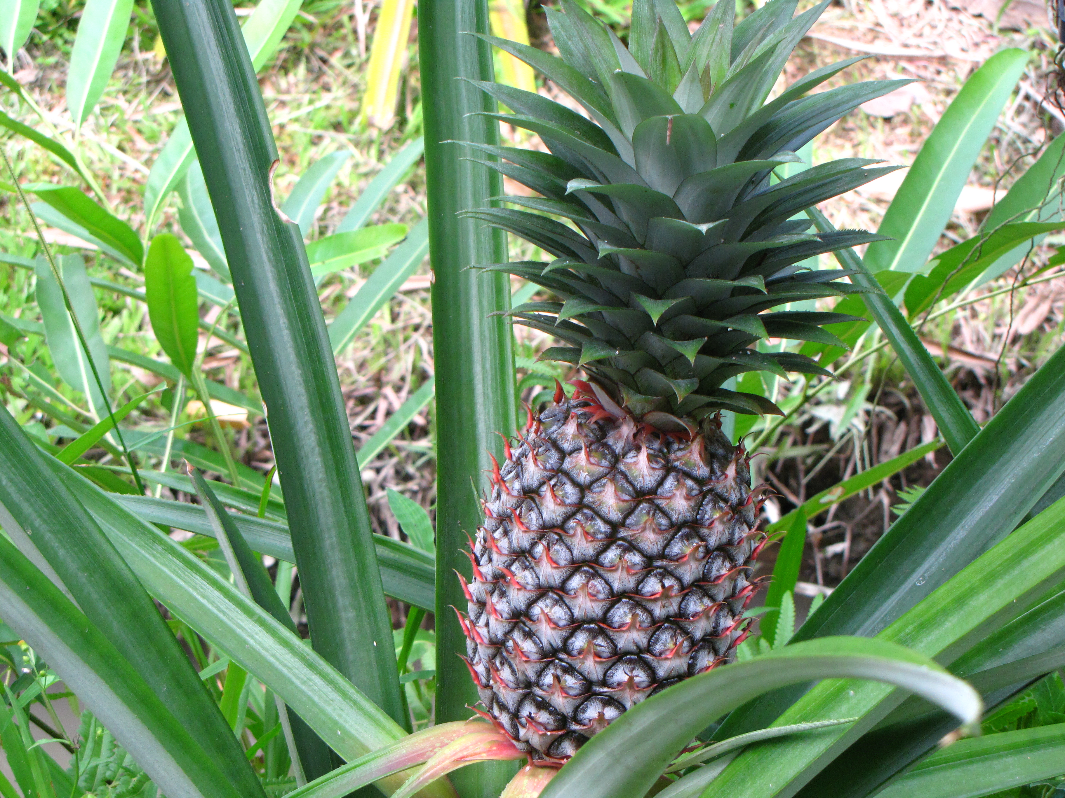 ananas_comosus5fc