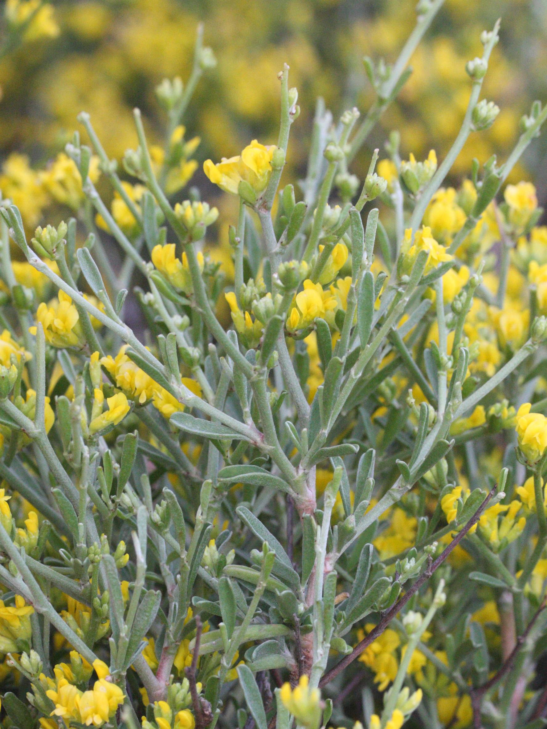 Afficher le média anthyllis_hermanniae4md anthyllis_hermanniae4md