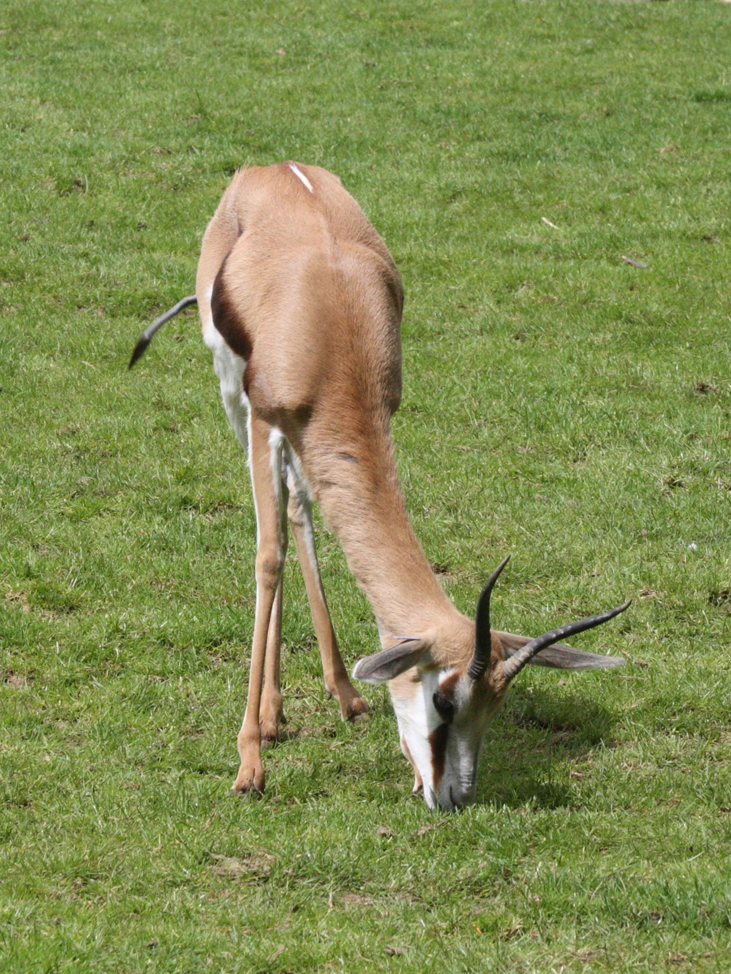 antidorcas_marsupialis2md