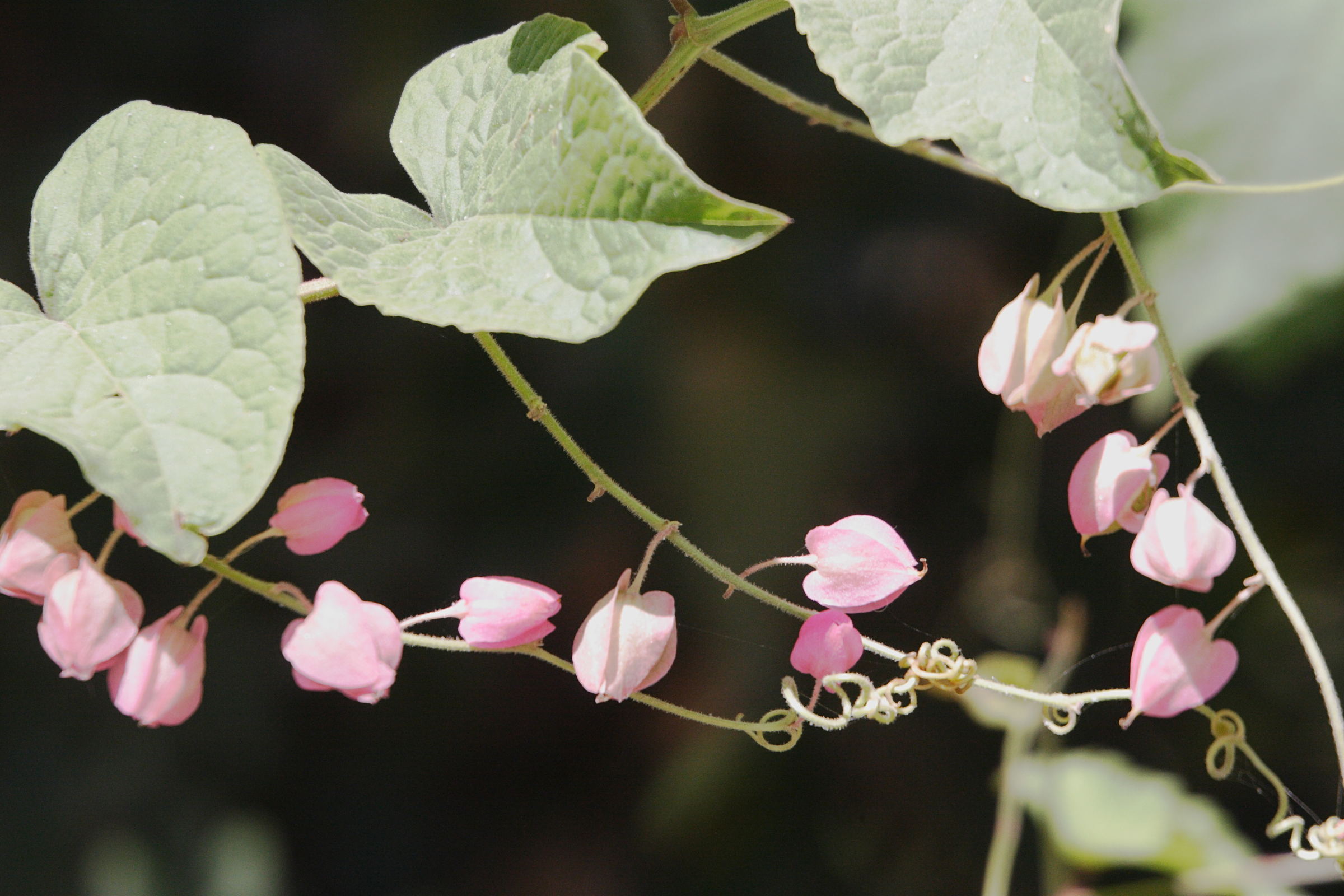 antigonon_leptopus4md