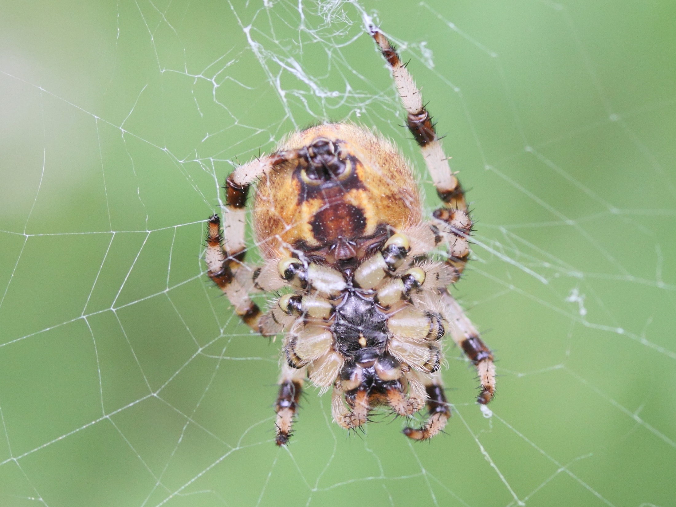 araneus_quadratus7md