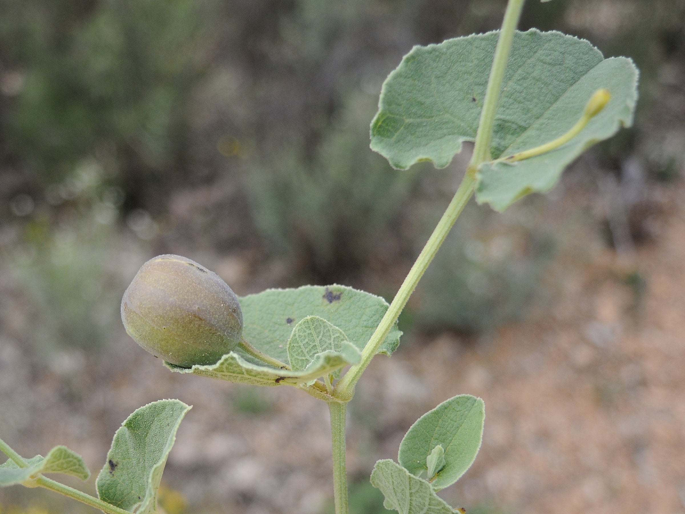 Afficher le média aristolochia_pistolochia3md aristolochia_pistolochia3md