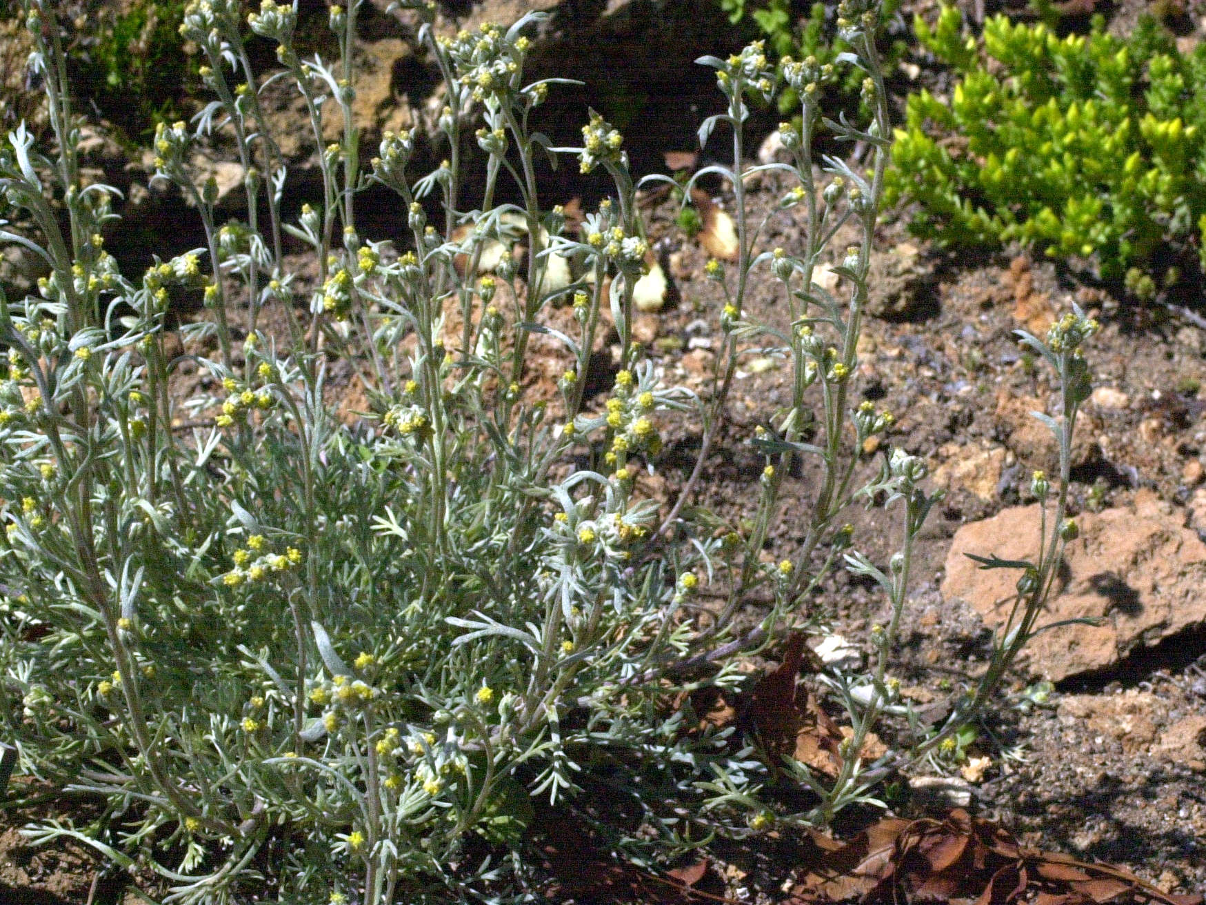 Afficher le média artemisia_umbelliformis2md artemisia_umbelliformis2md