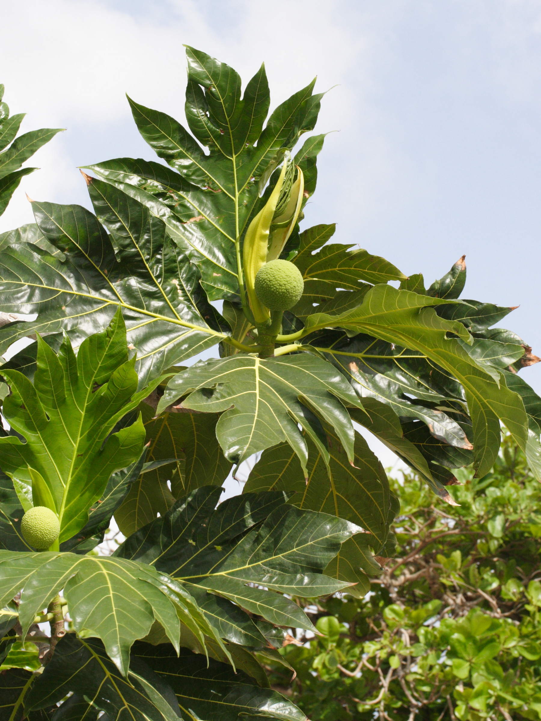 artocarpus_altilis7md