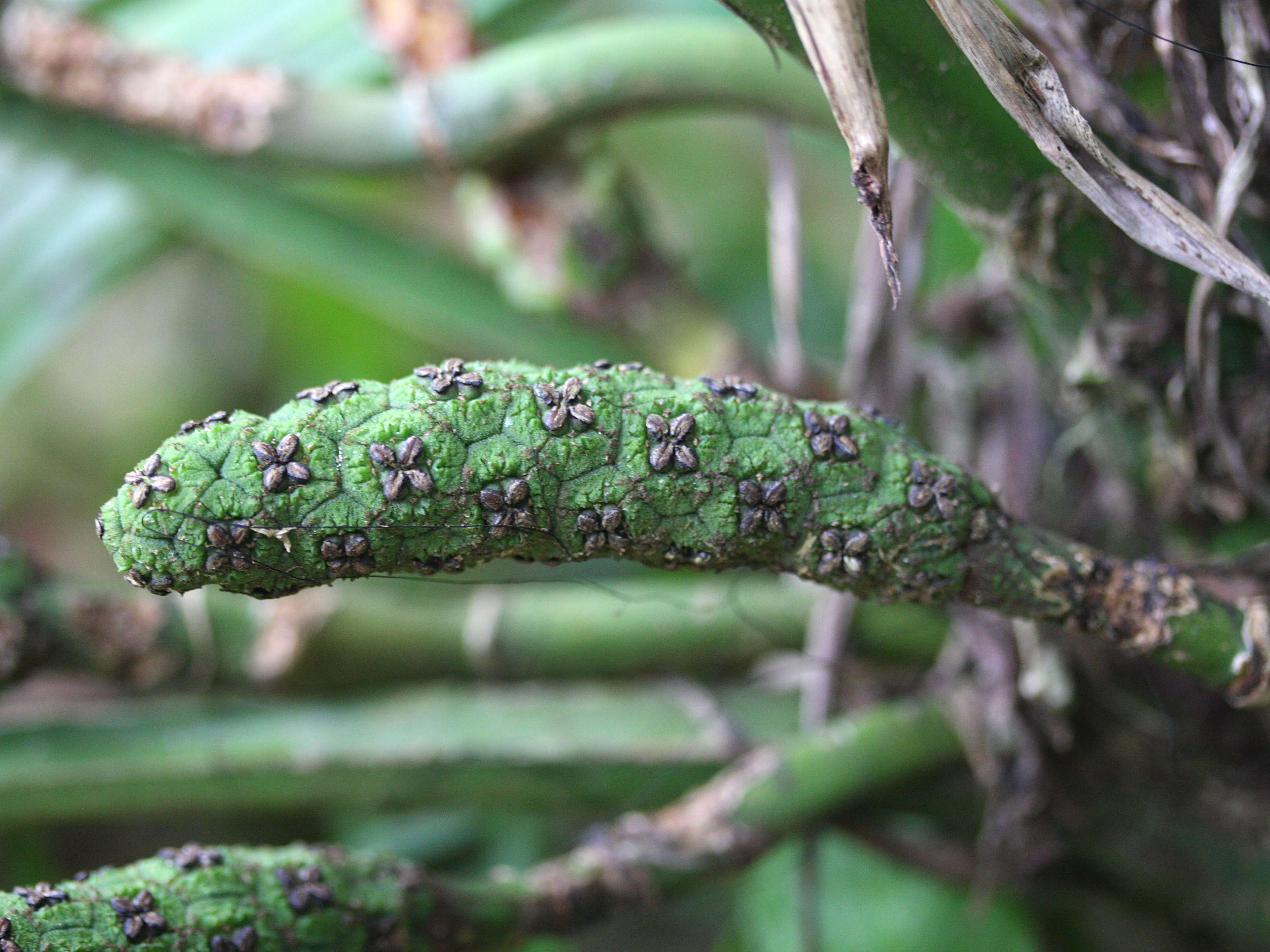 Afficher le média asplundia_insignis3md asplundia_insignis3md