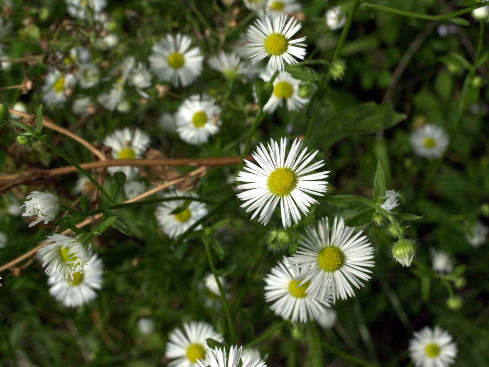 aster_lanceolatus2md