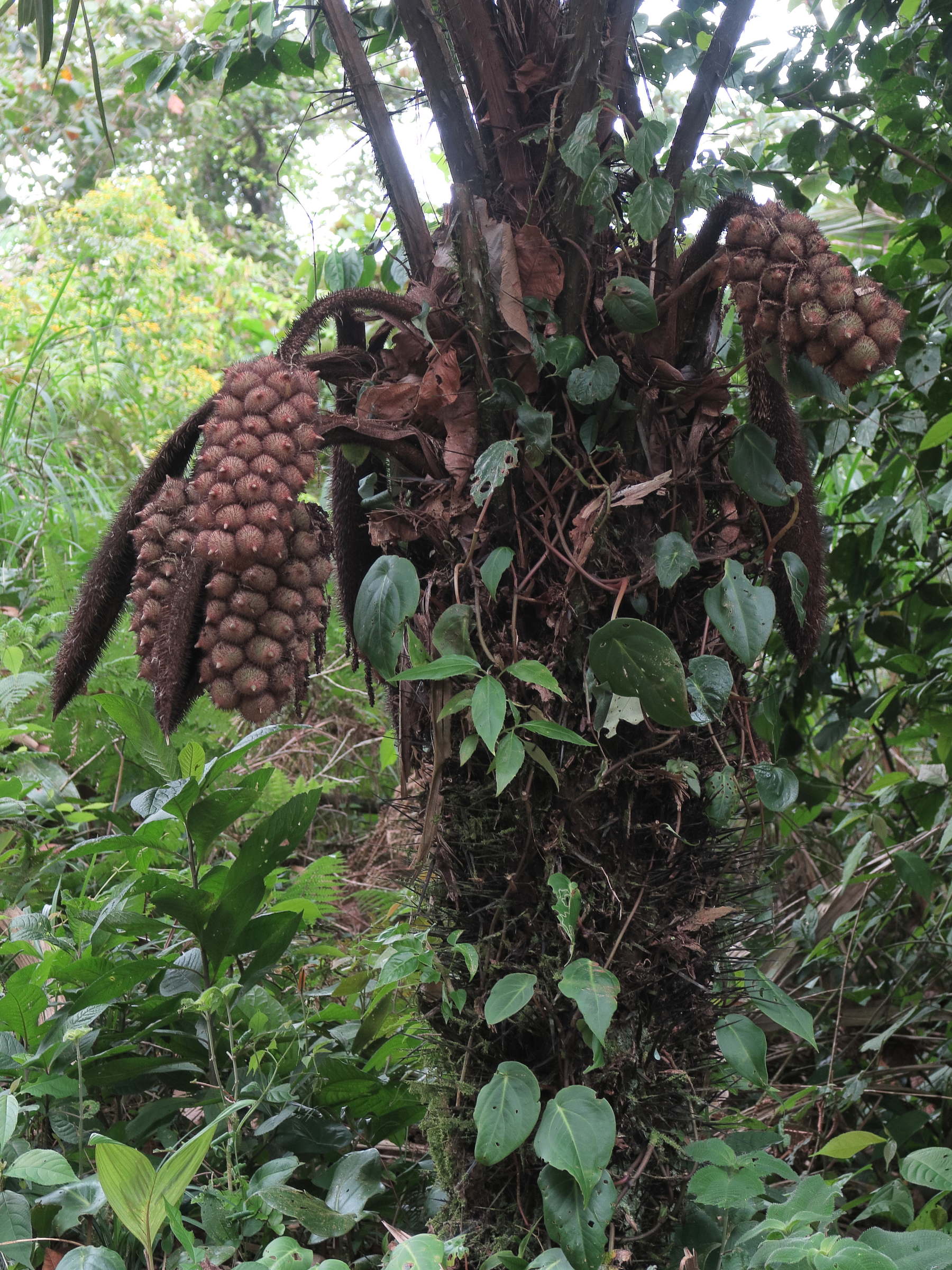 astrocaryum_alatum2md