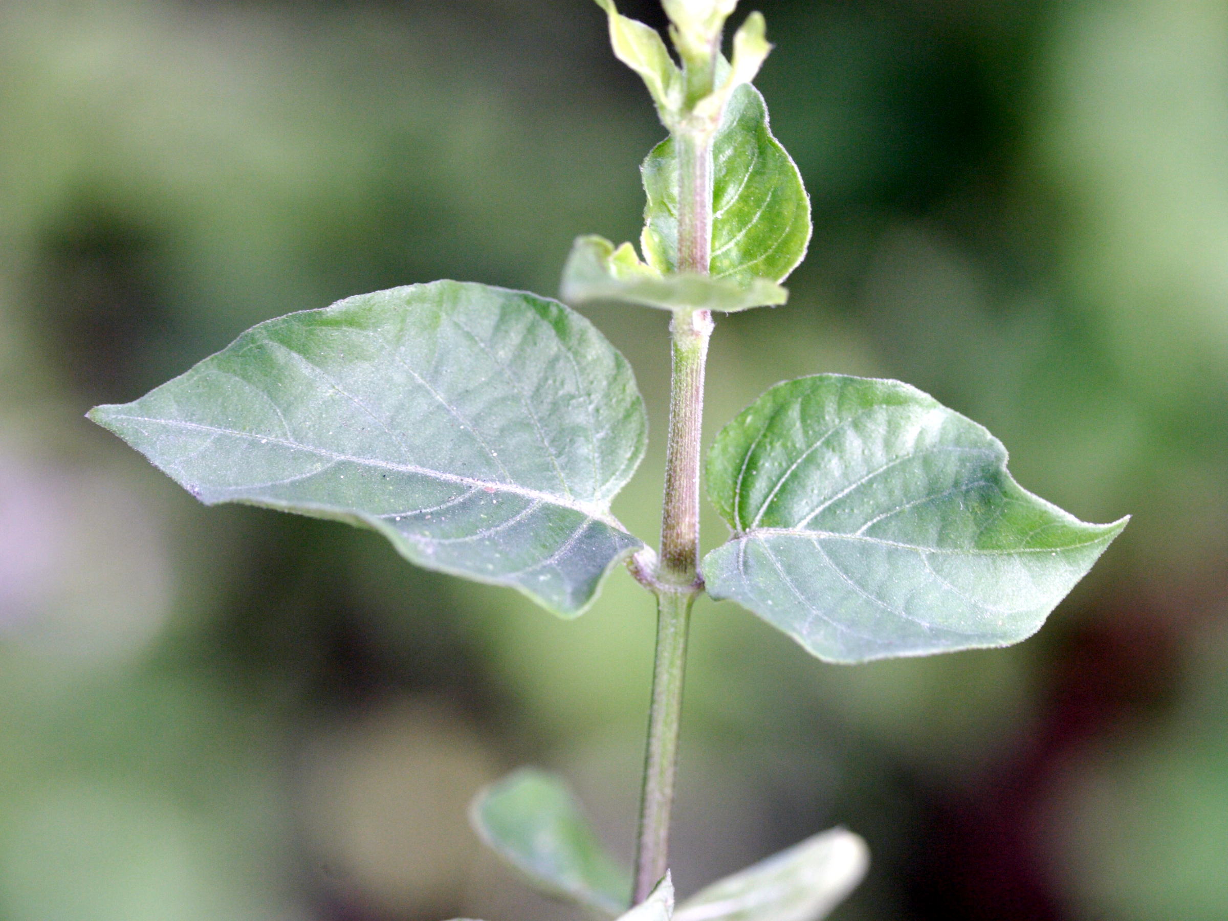 Asystasia_gangetica ssp. gangetica