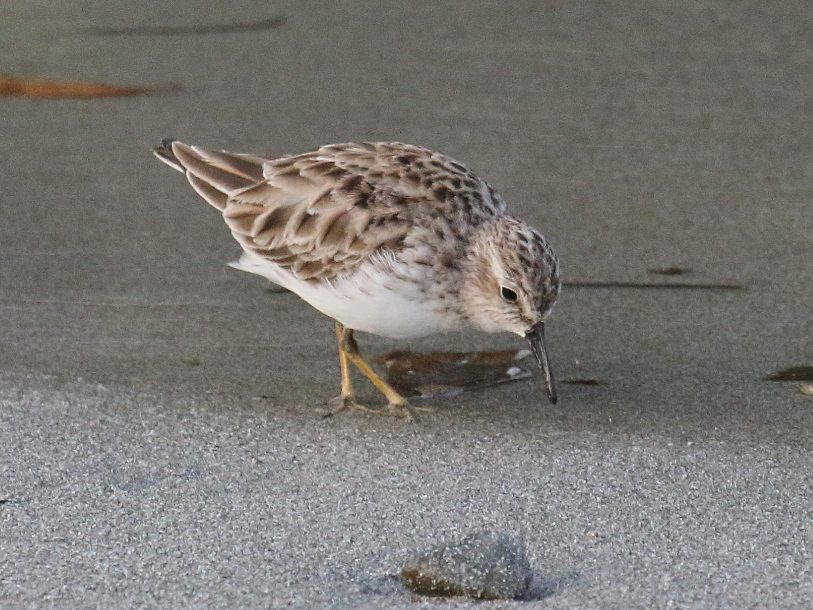 becasseau_minuscule_-_calidris_minutilla2bd