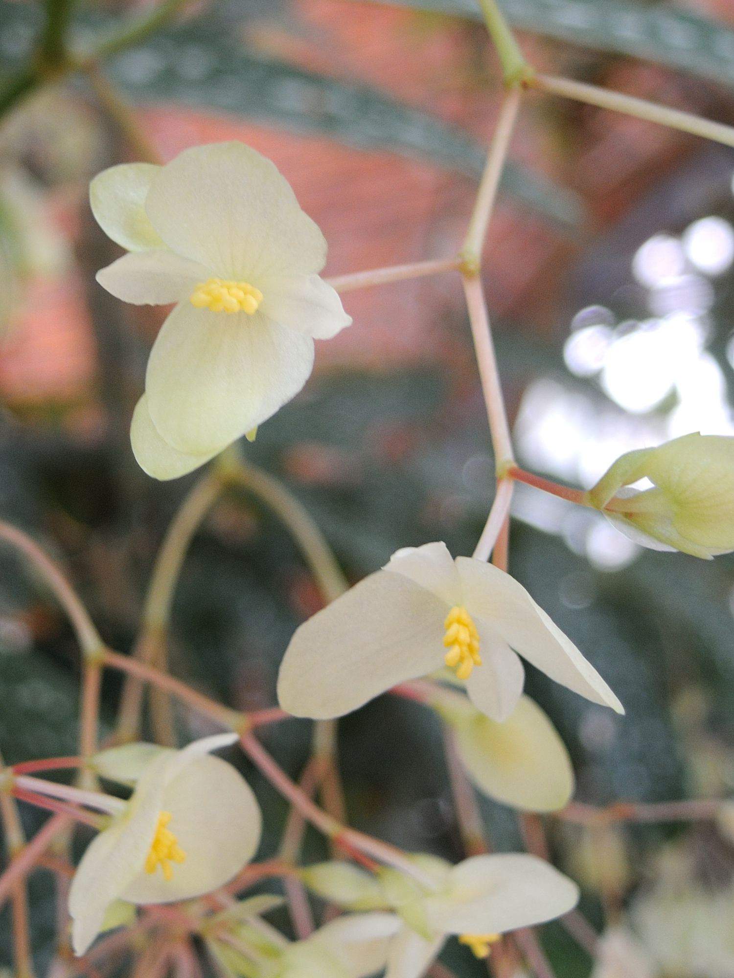 Afficher le média begonia_x_albopicta3md begonia_x_albopicta3md