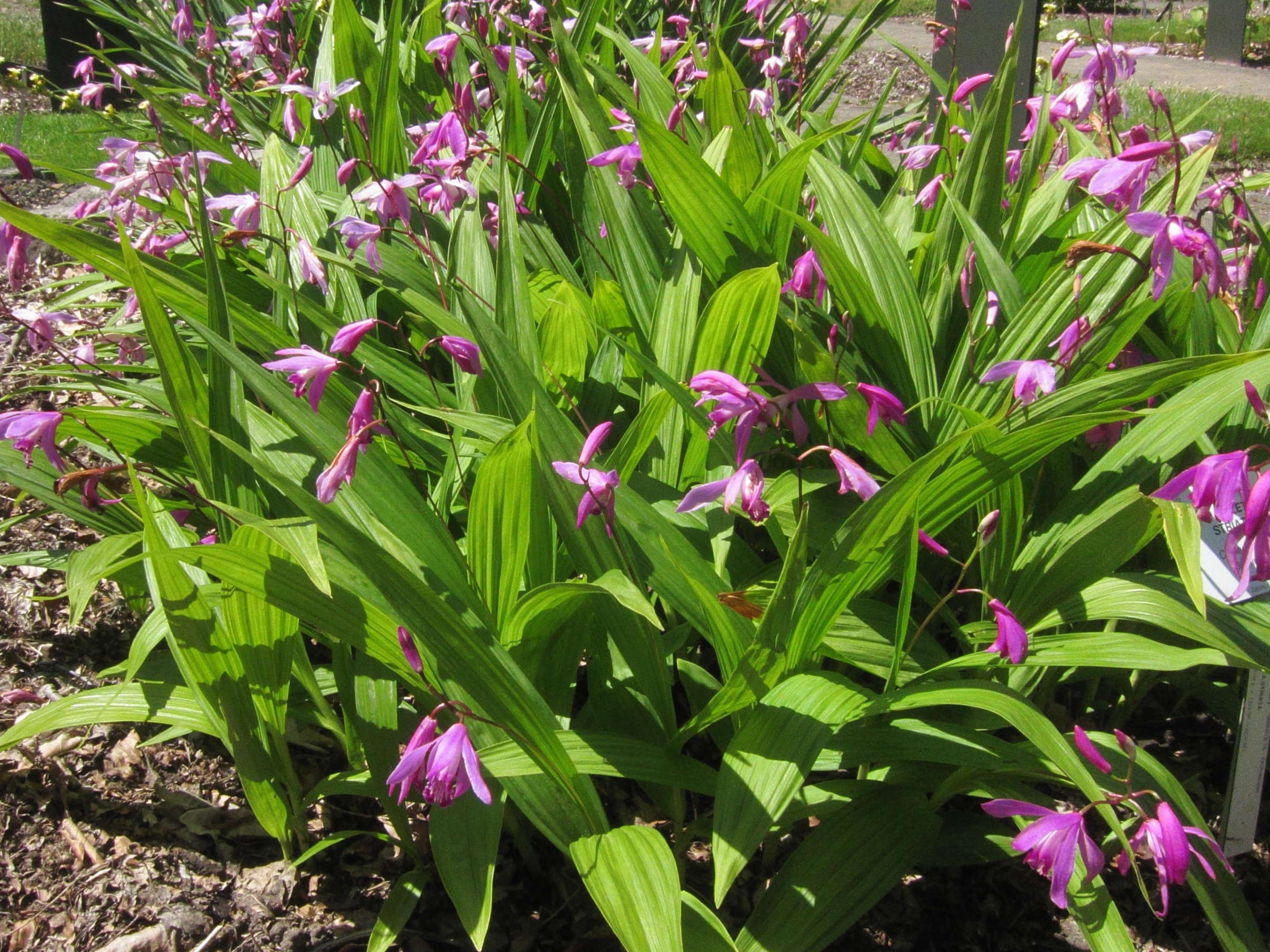bletilla_striata3bd