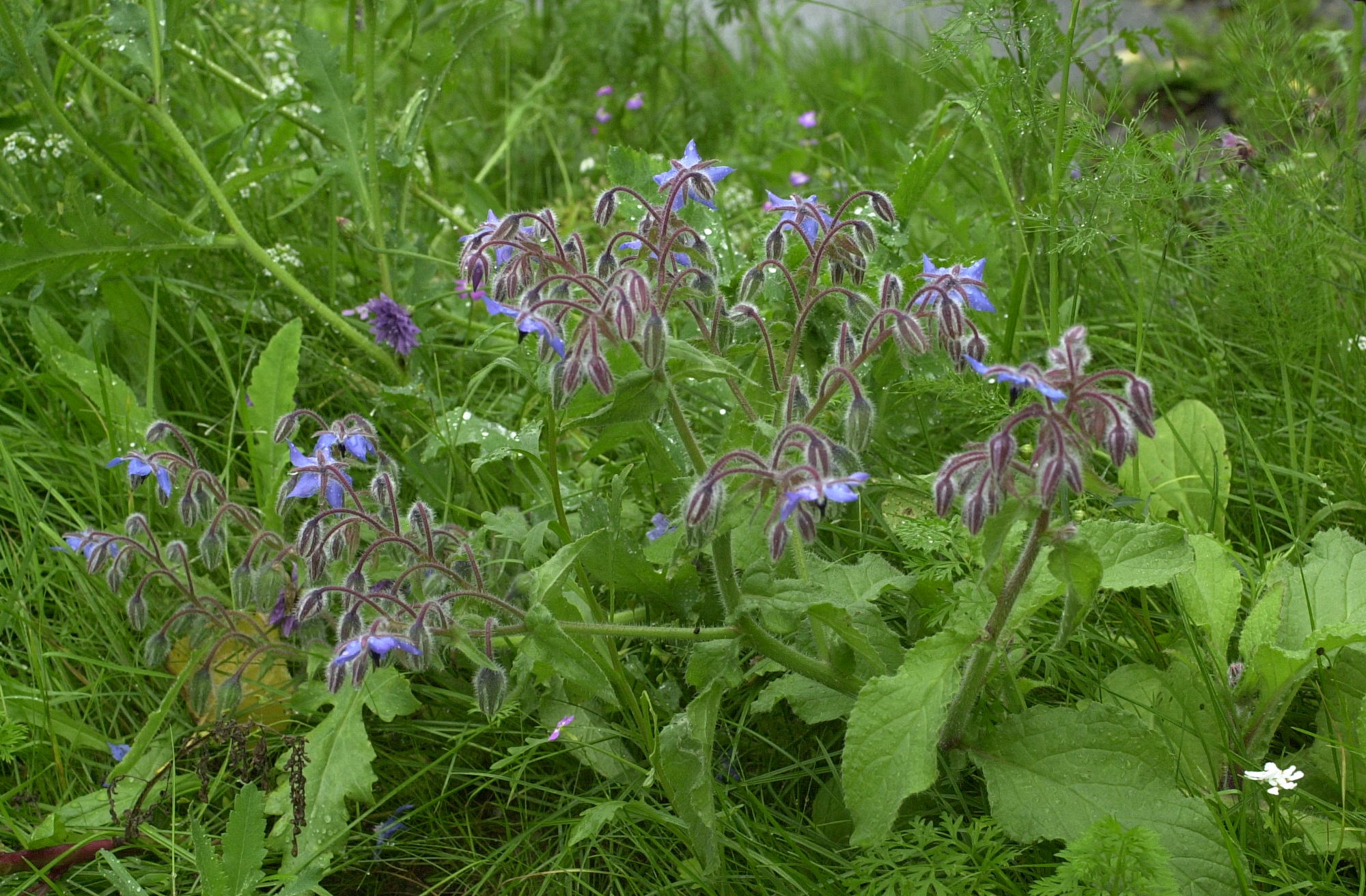 borago_officinalis1bmd