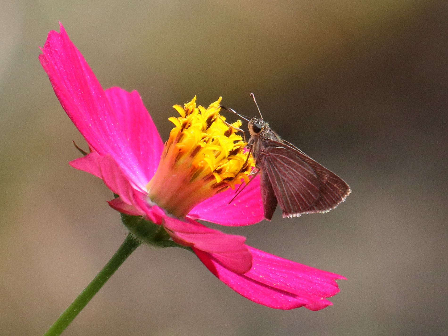 callimormus_radiola_radiola1bd