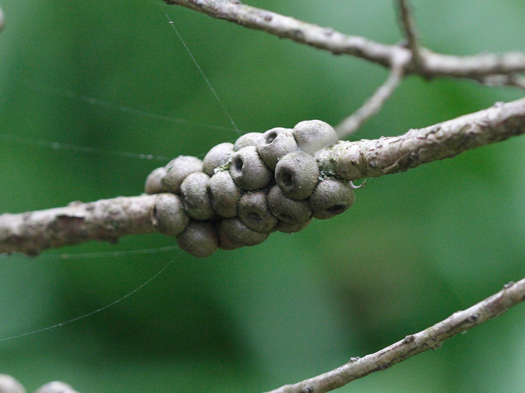 Afficher le média callistemon_pityoides3md callistemon_pityoides3md