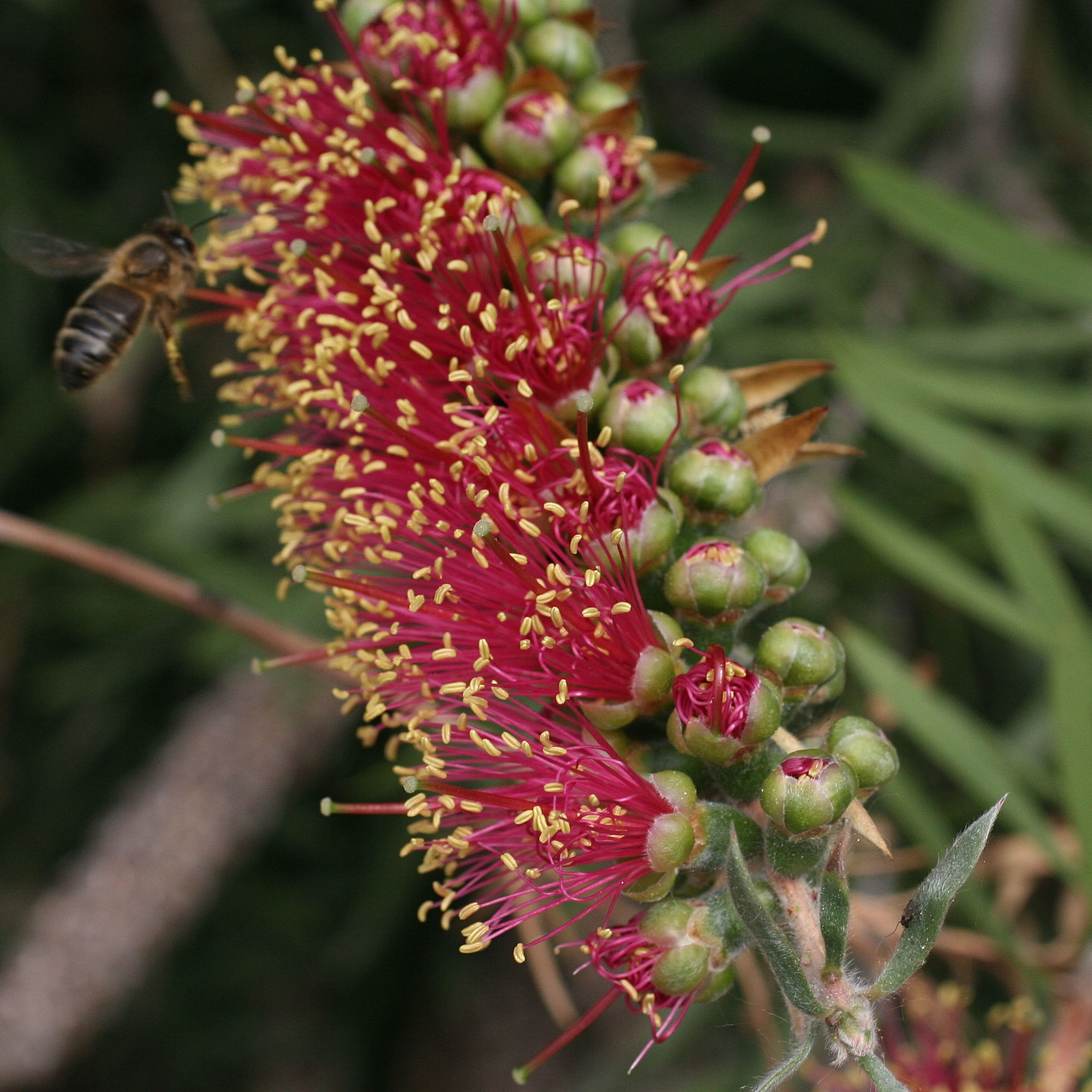 Afficher le média callistemon_viminalis3md callistemon_viminalis3md