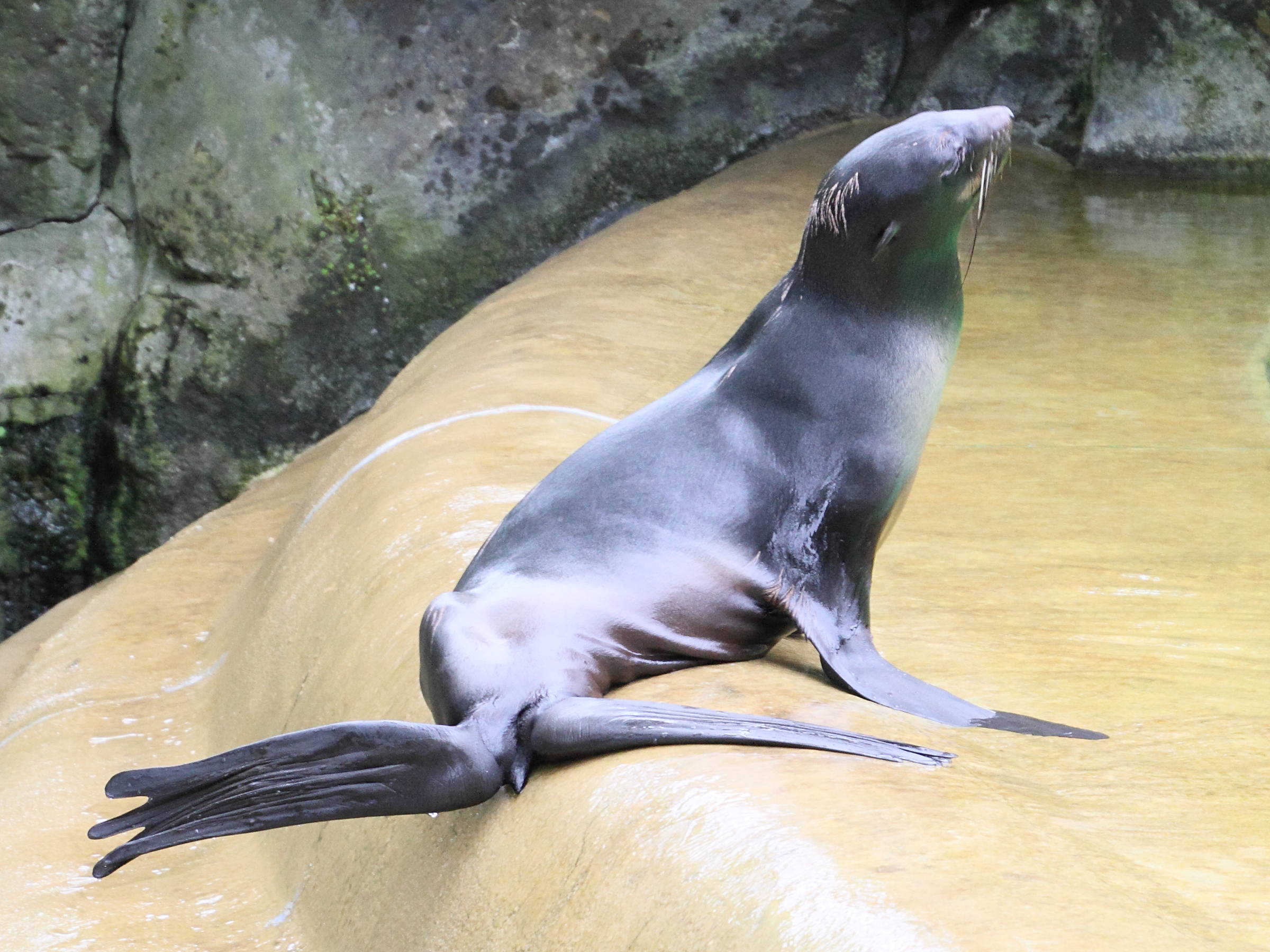 callorhinus_ursinus2md