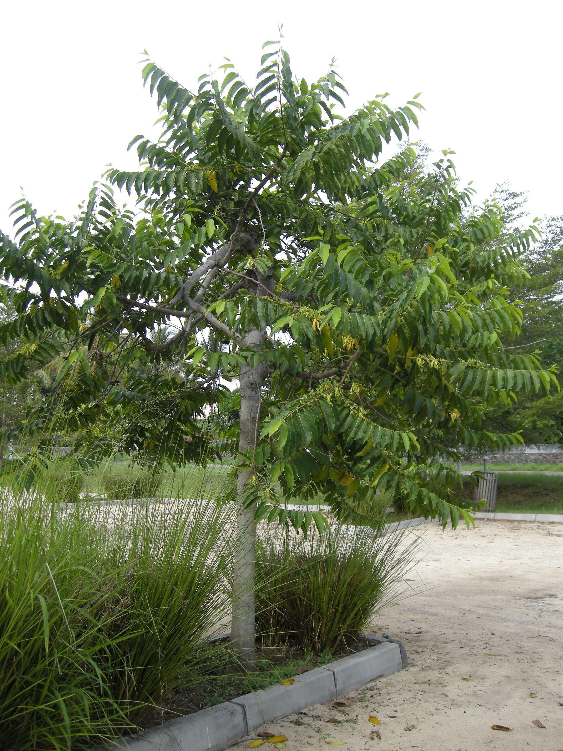 Afficher le média cananga_odorata1md cananga_odorata1md