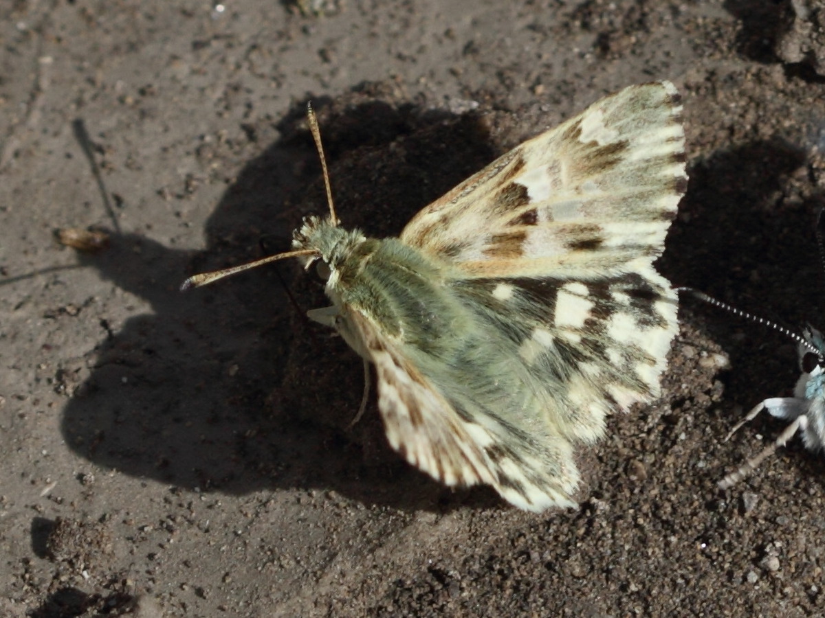 carcharodus_lavatherae1bd