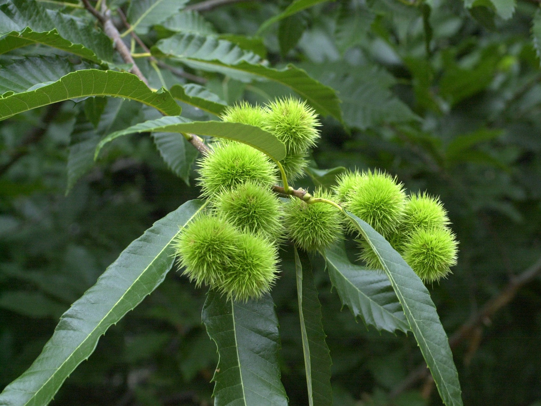 castanea_sativa3md