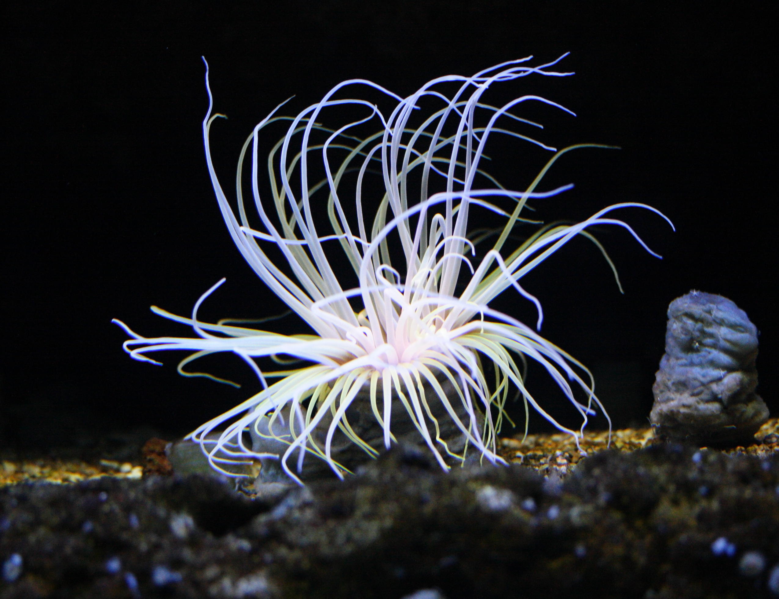 cerianthus_membranaceus1md