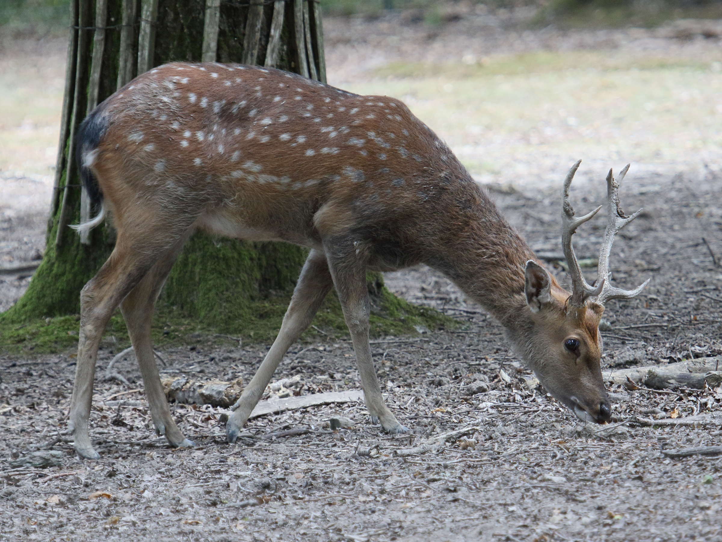 cervus_nippon_pseudaxis3bd