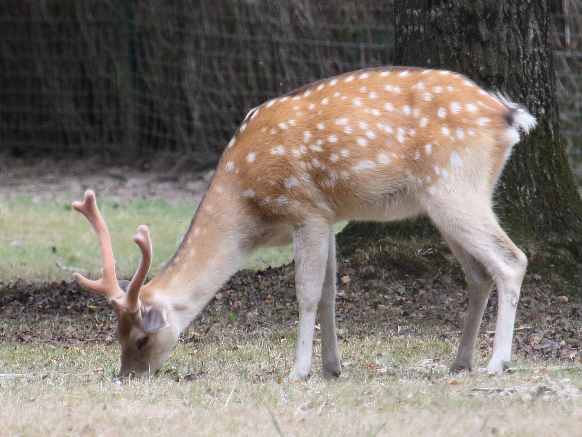 cervus_nippon_taiouanensis2bd