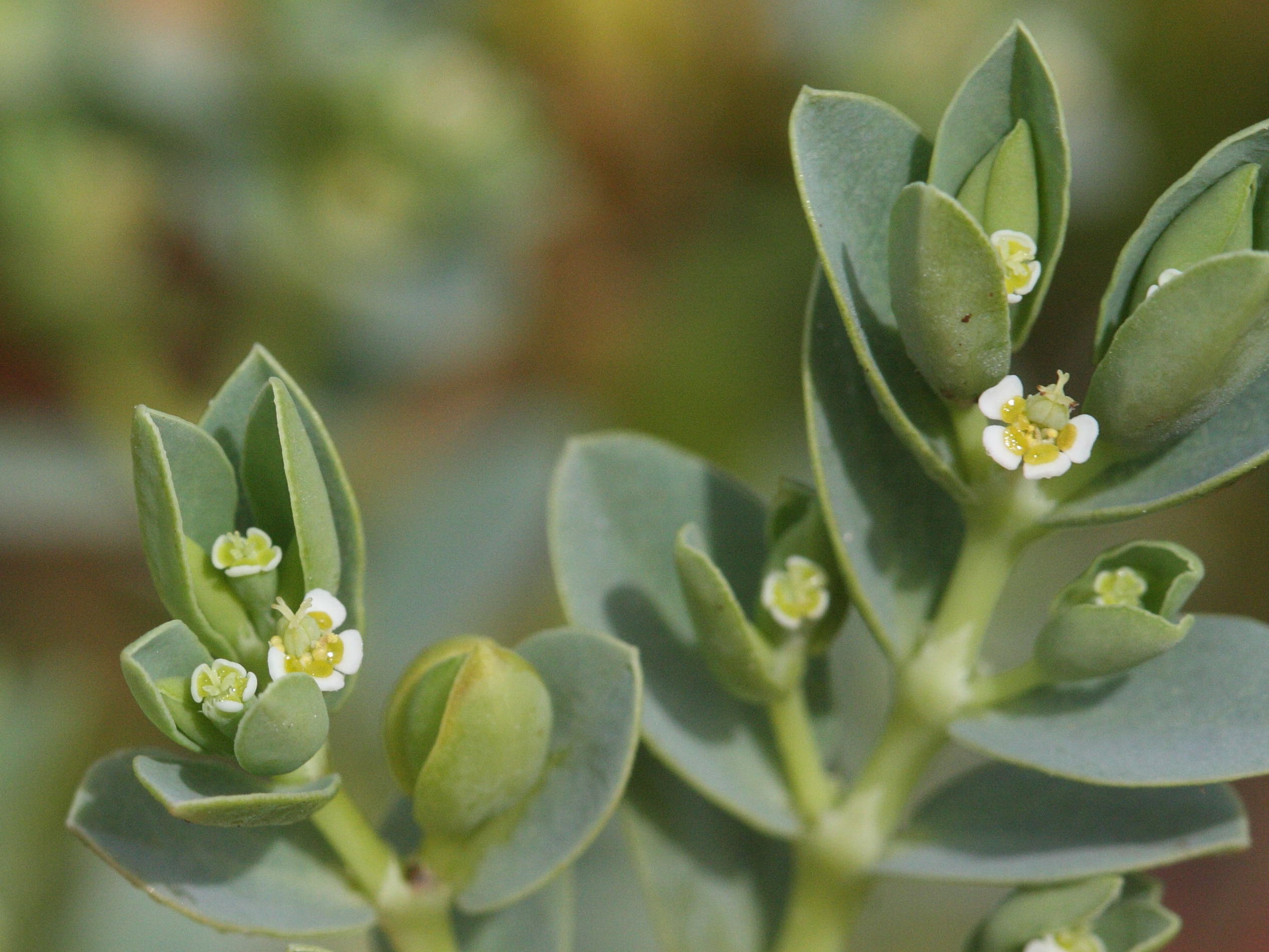 Afficher le média chamaesyce_mesembrianthemifolia2md chamaesyce_mesembrianthemifolia2md