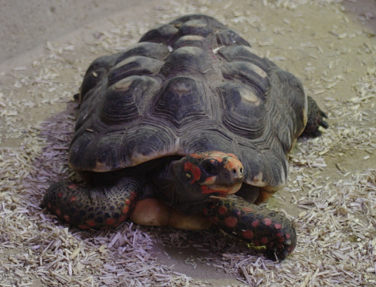 chelonoidis_carbonaria1bd