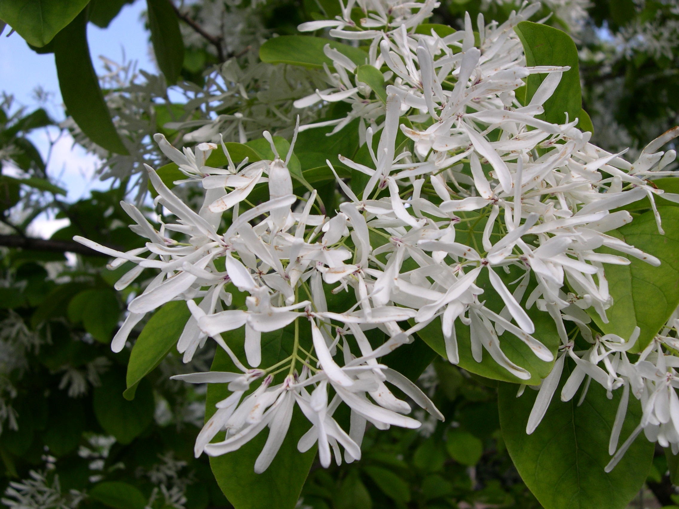 Afficher le média chionanthus_retusus2md chionanthus_retusus2md