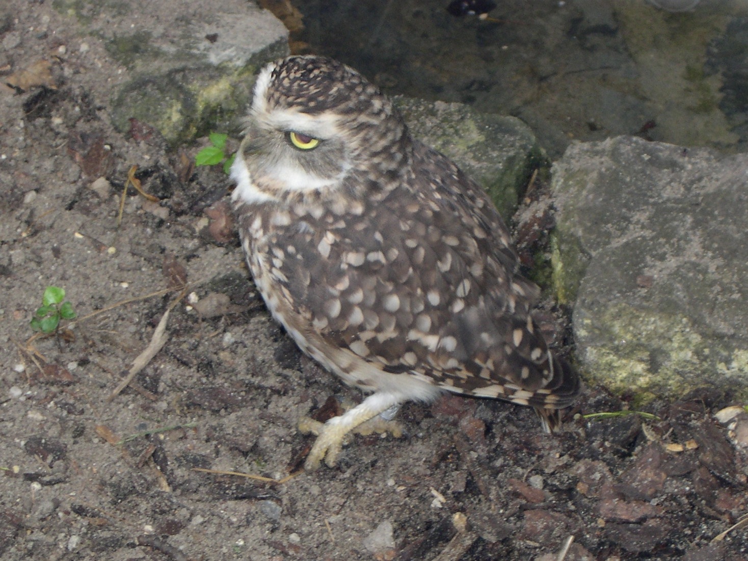 chouette_des_terriers_-_speotyto_cunicularia1md