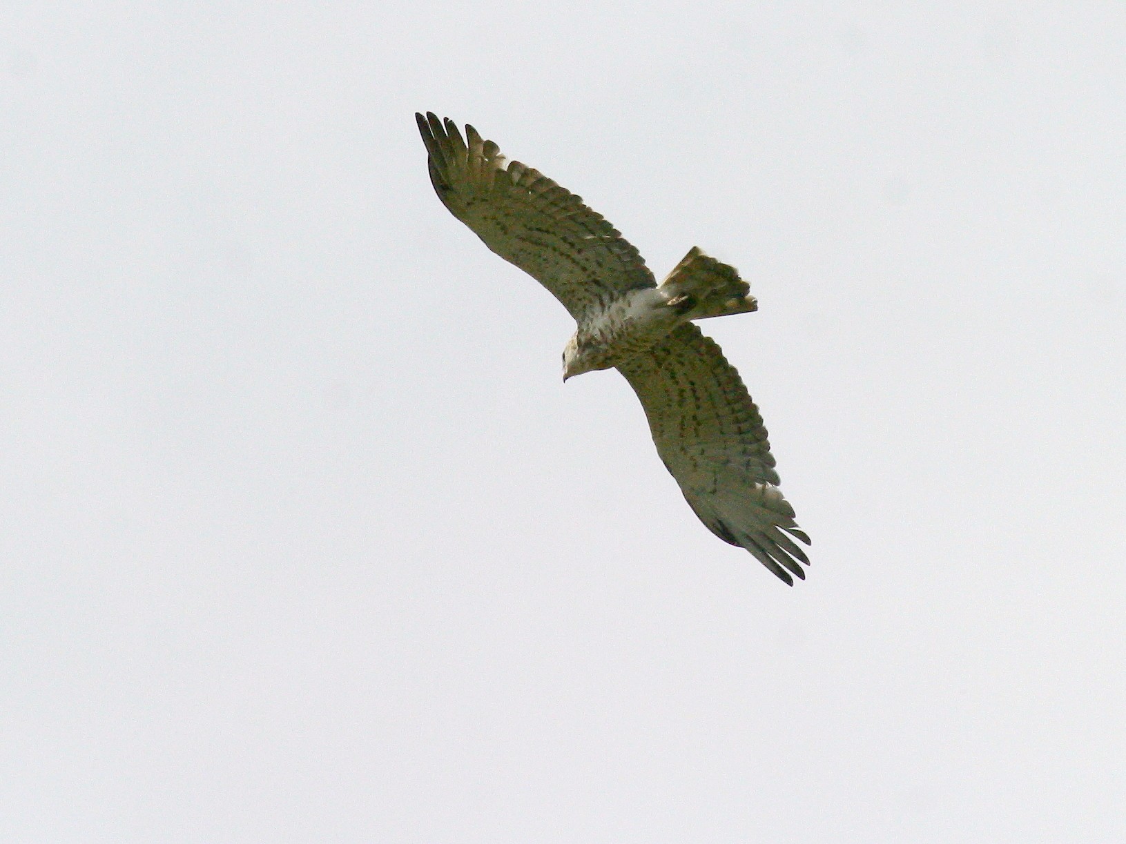 Afficher le média Circaetus_gallicus Circaetus_gallicus