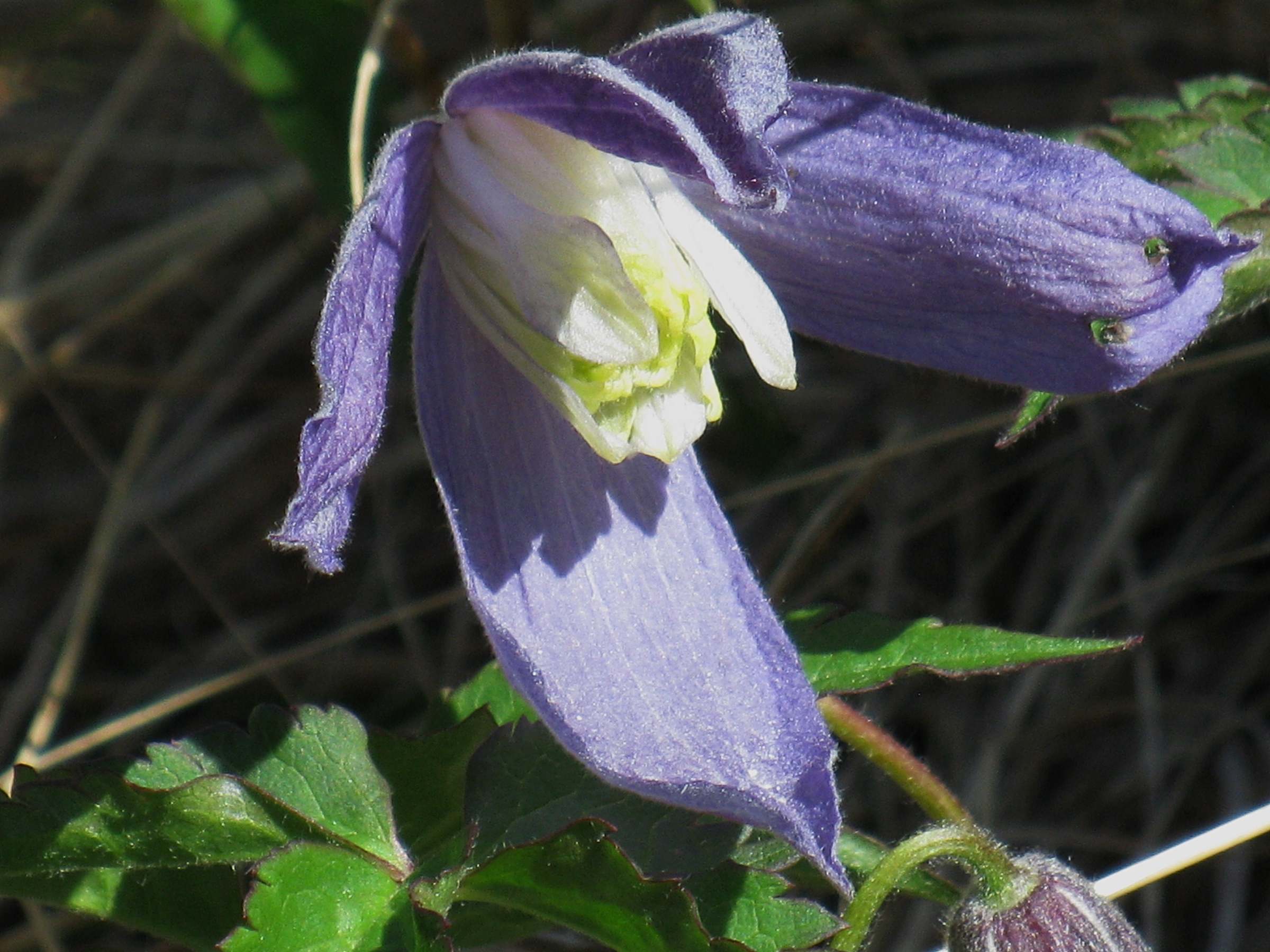 clematis_alpina4mv