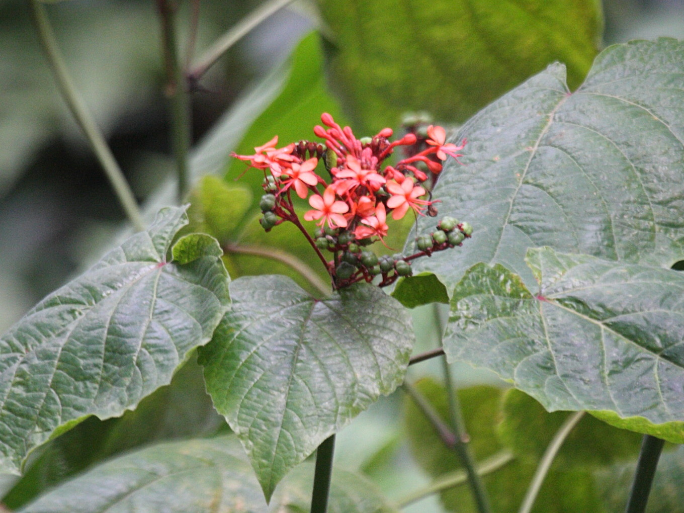 clerodendrum_buchanani4bd