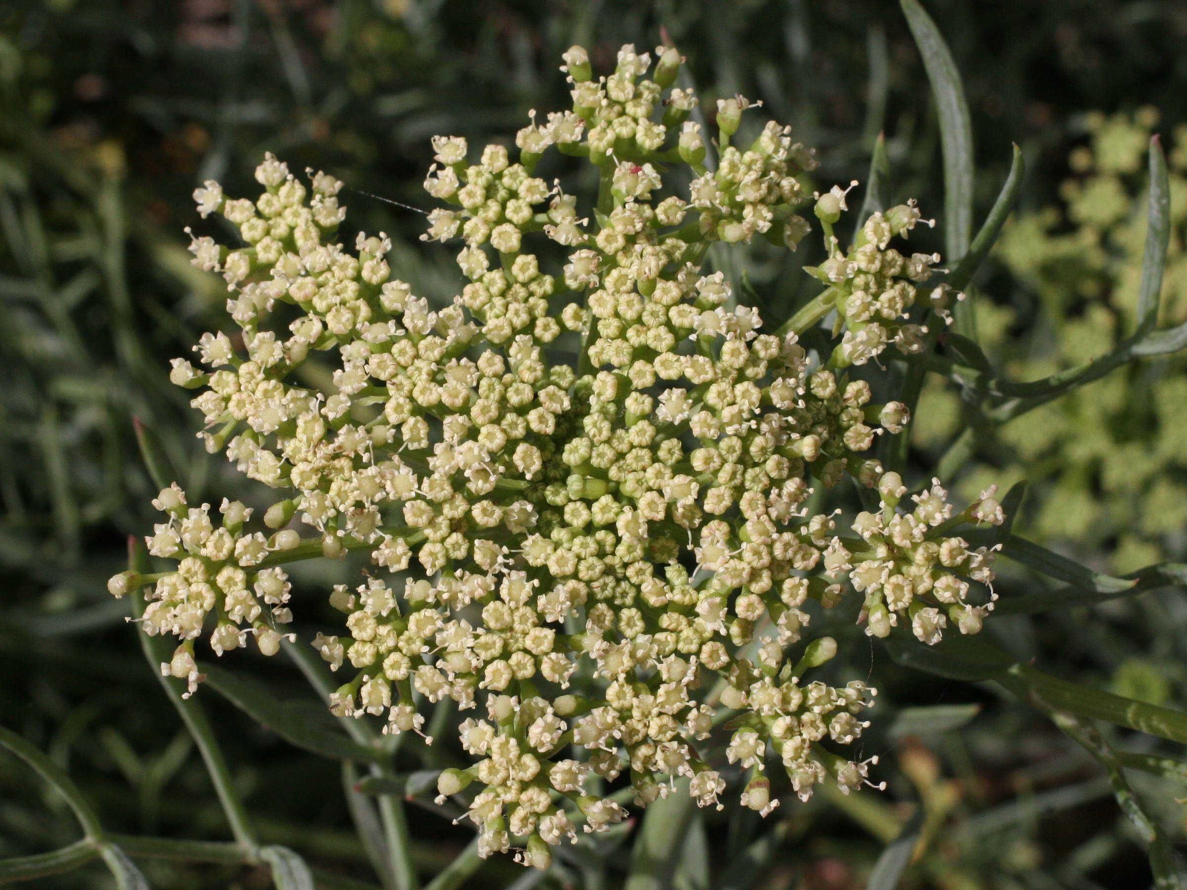 crithmum_maritimum3md