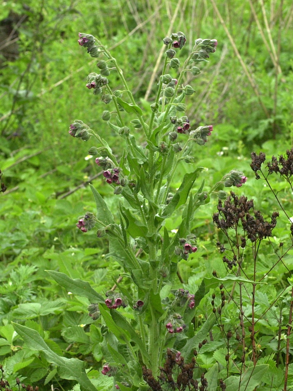 Afficher le média cynoglossum_officinale1bmd cynoglossum_officinale1bmd