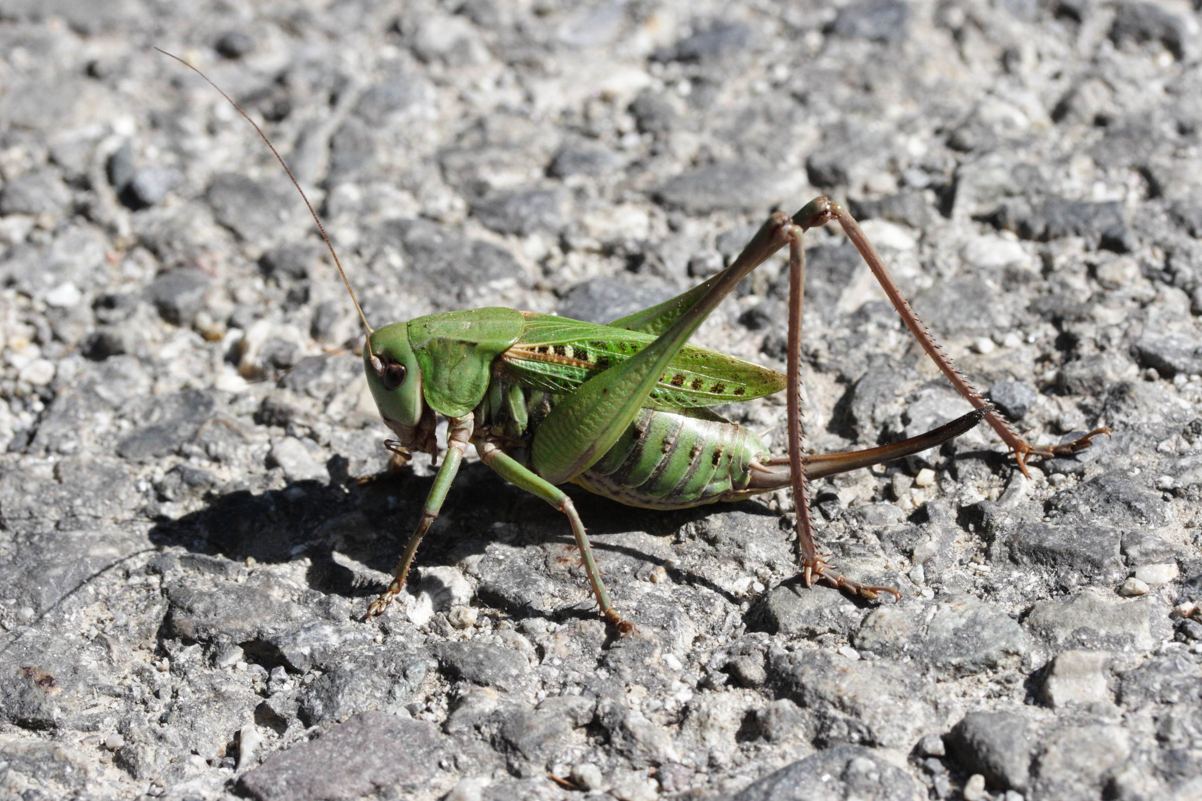 decticus_verrucivorus1md