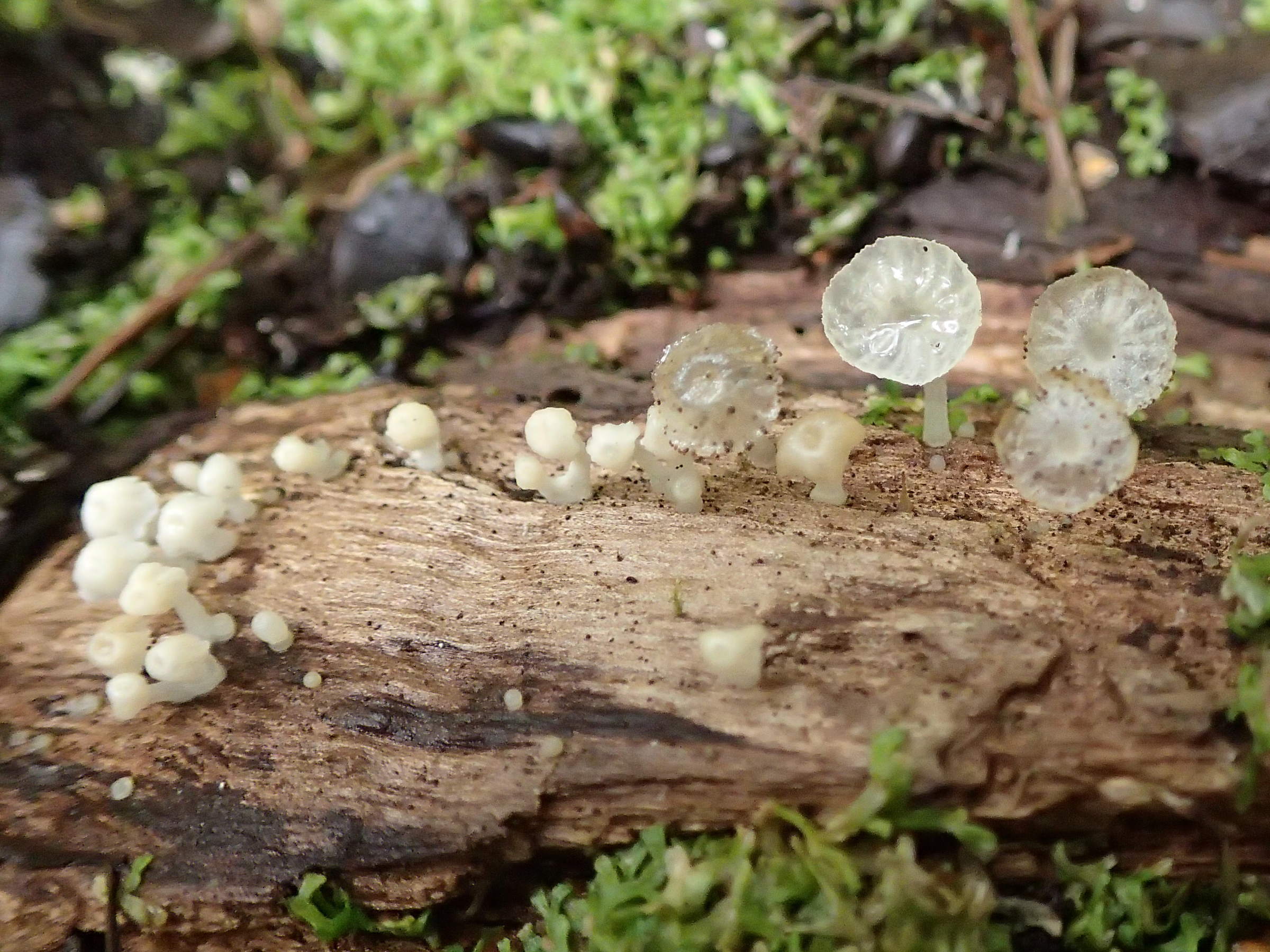 Afficher le média delicatula_integrella3md delicatula_integrella3md