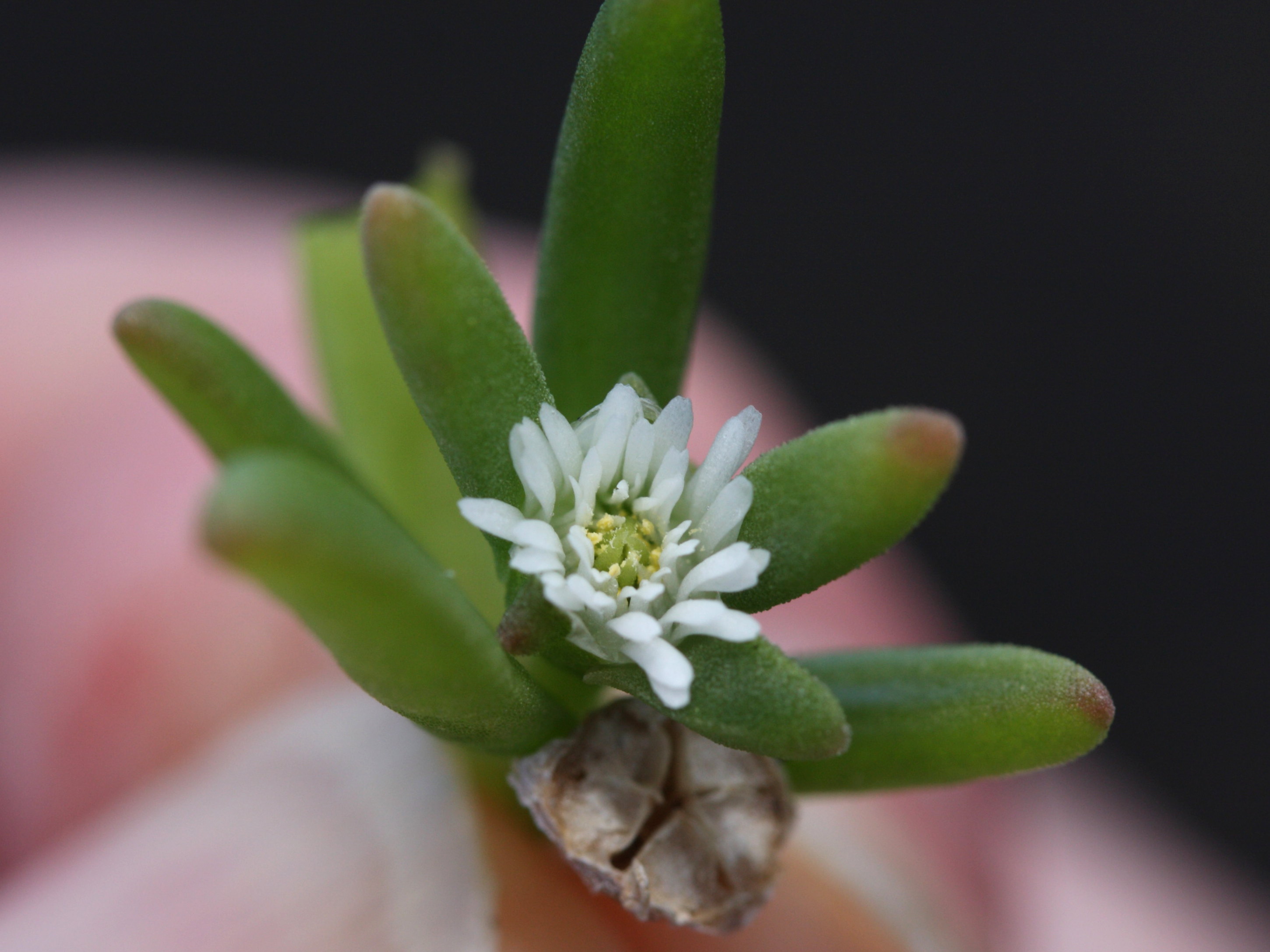 Afficher le média delosperma_napiforme2md delosperma_napiforme2md