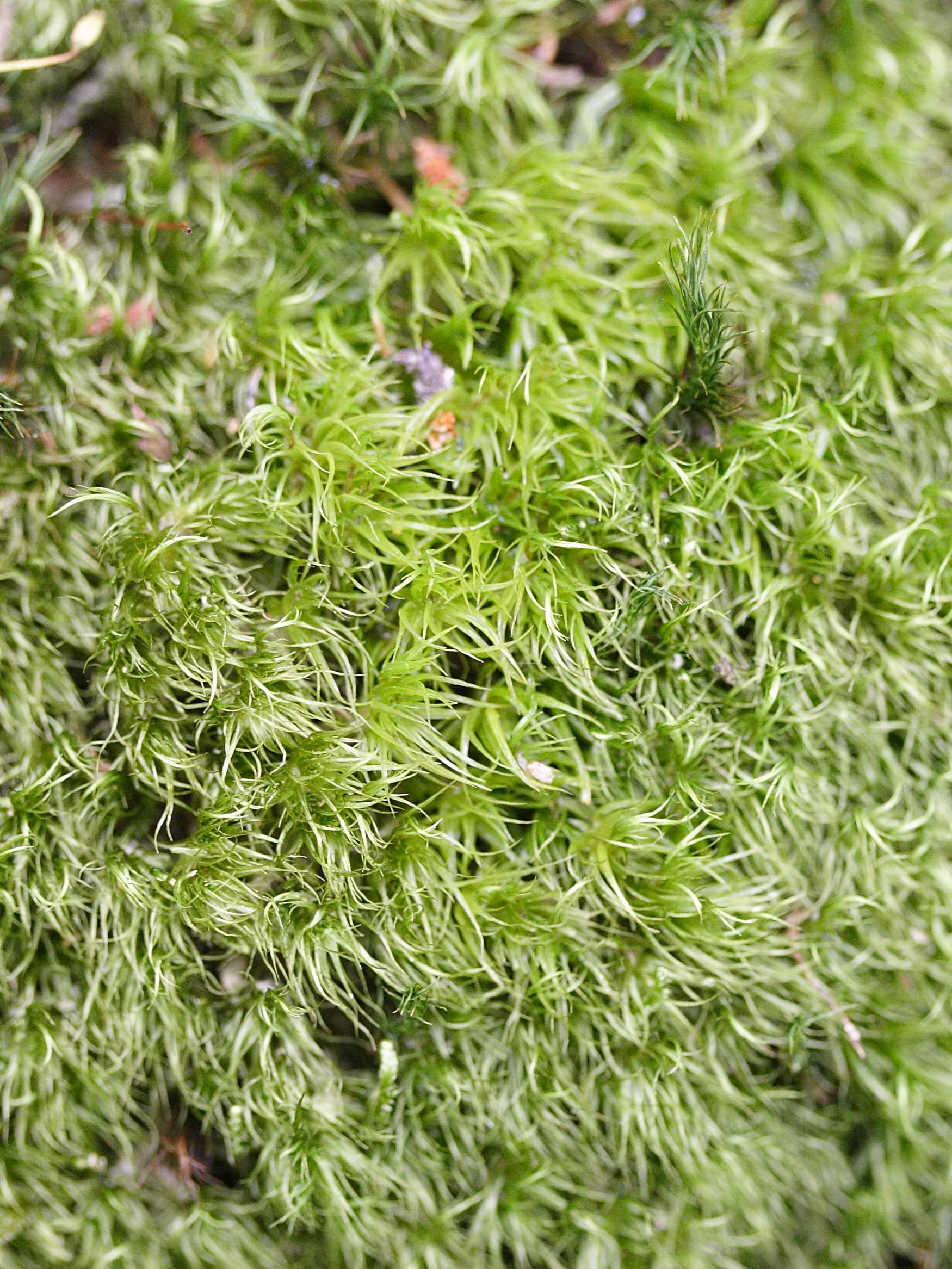 dicranum_scoparium1md