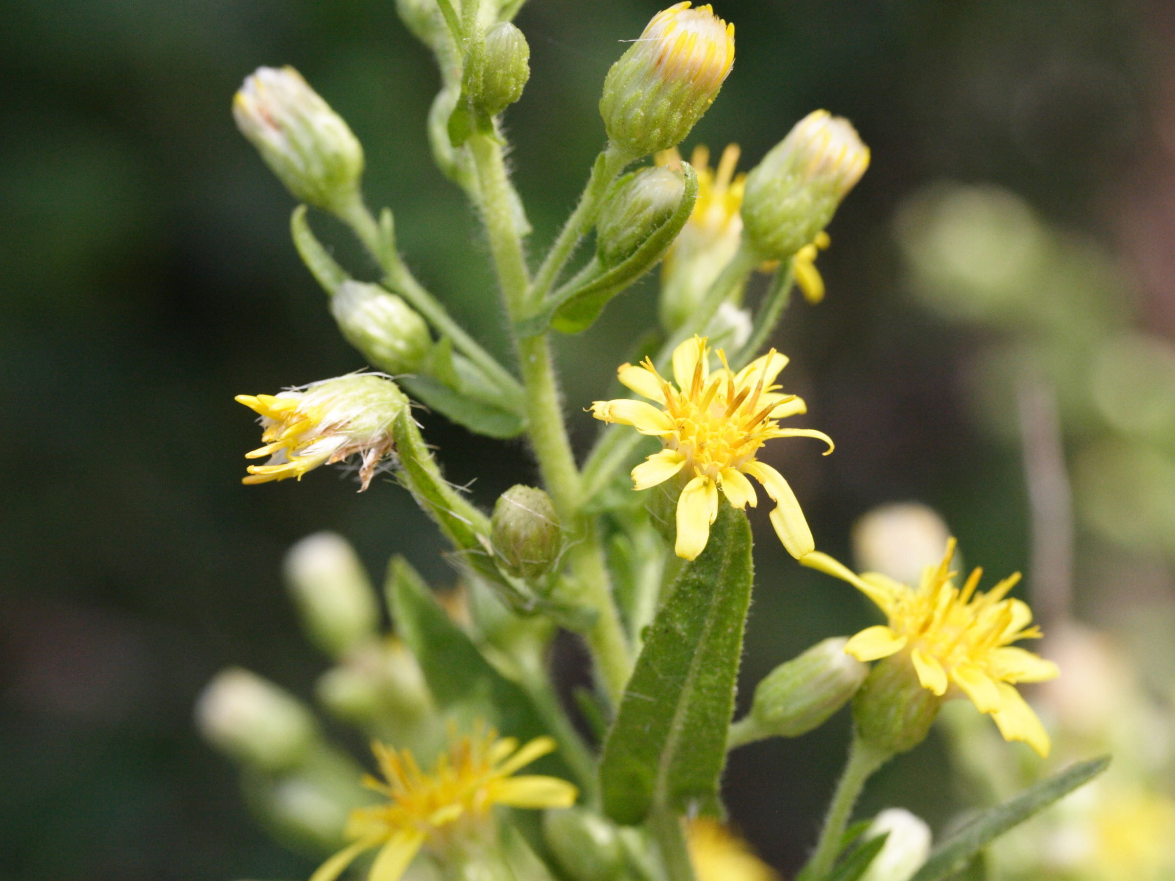 Afficher le média dittrichia_viscosa3md dittrichia_viscosa3md