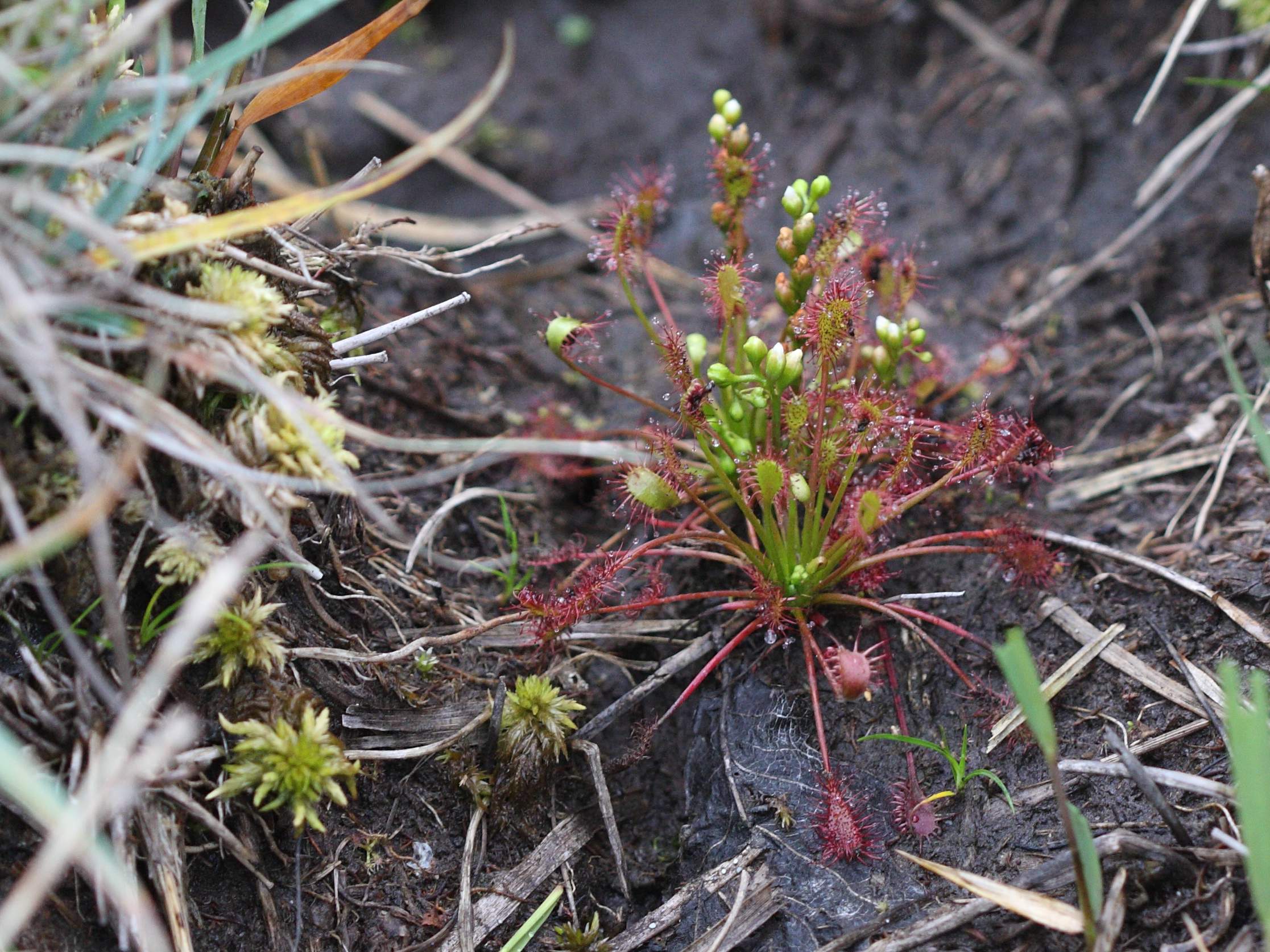 Afficher le média drosera_intermedia4md drosera_intermedia4md