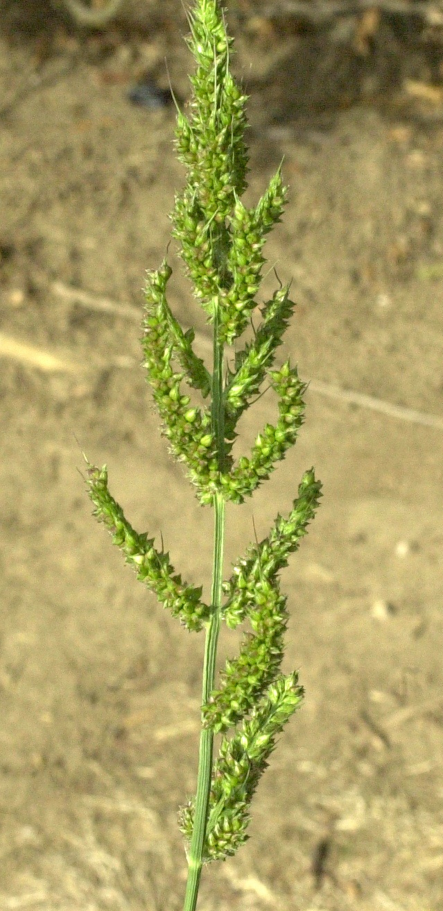 Afficher le média echinochloa_crus-galli4amd echinochloa_crus-galli4amd