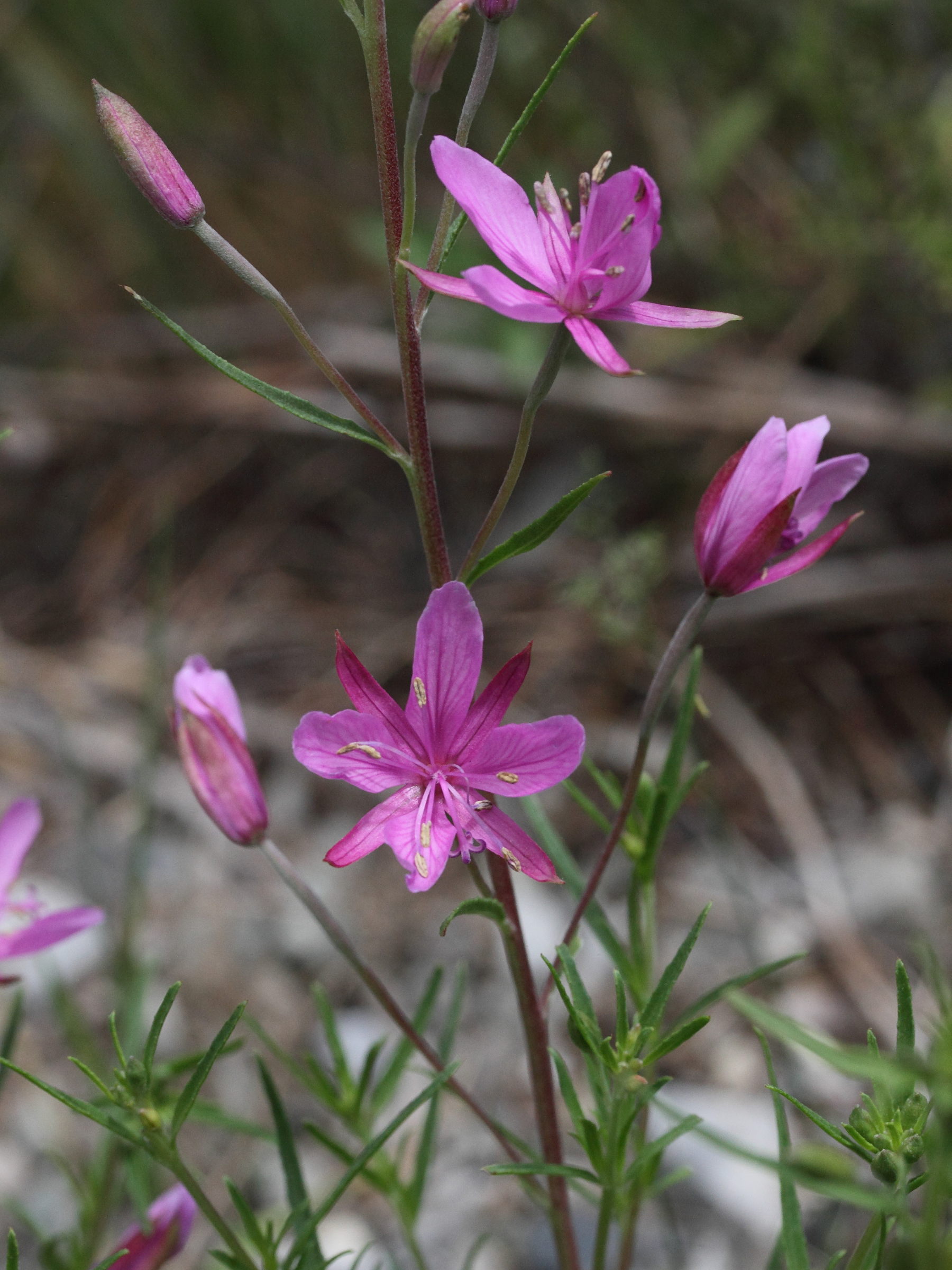 Afficher le média epilobium_dodonaei5md epilobium_dodonaei5md