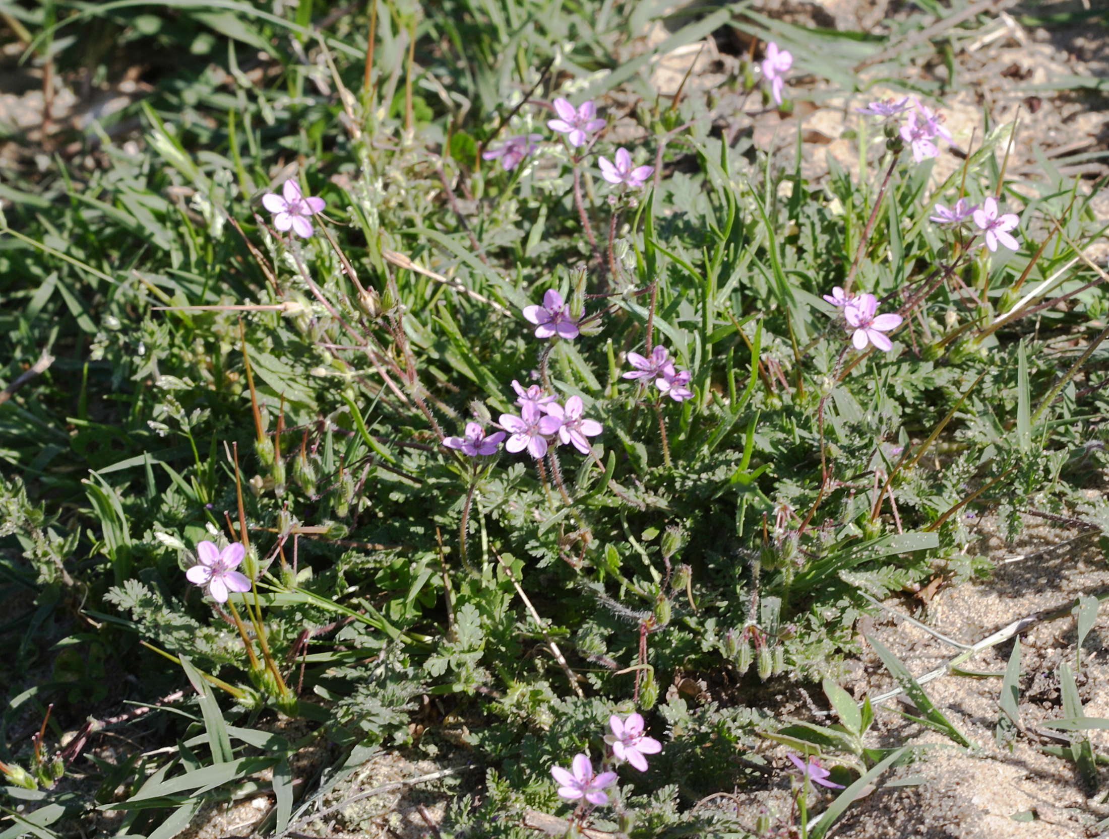 erodium_cicutarium1md