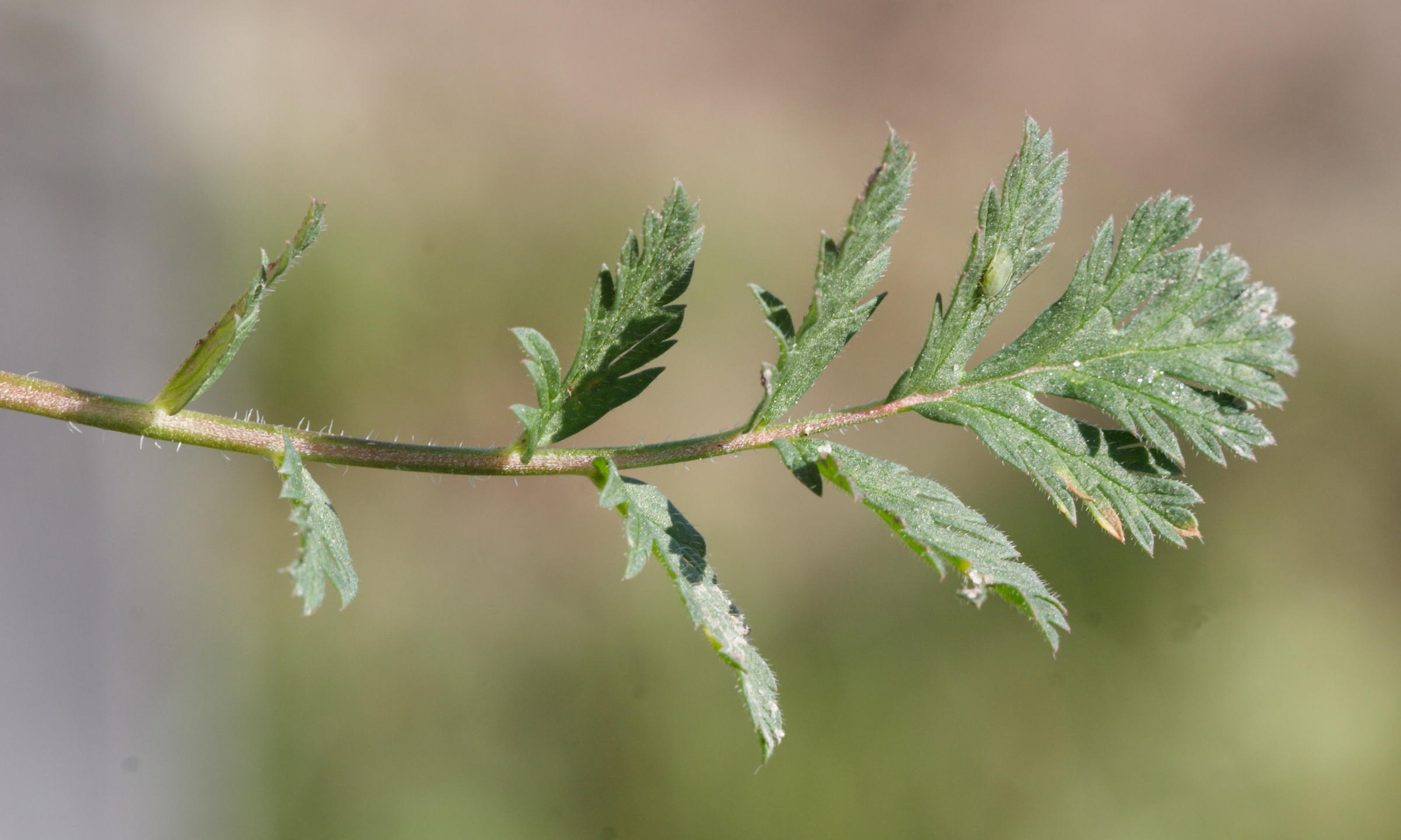 erodium_cicutarium3md