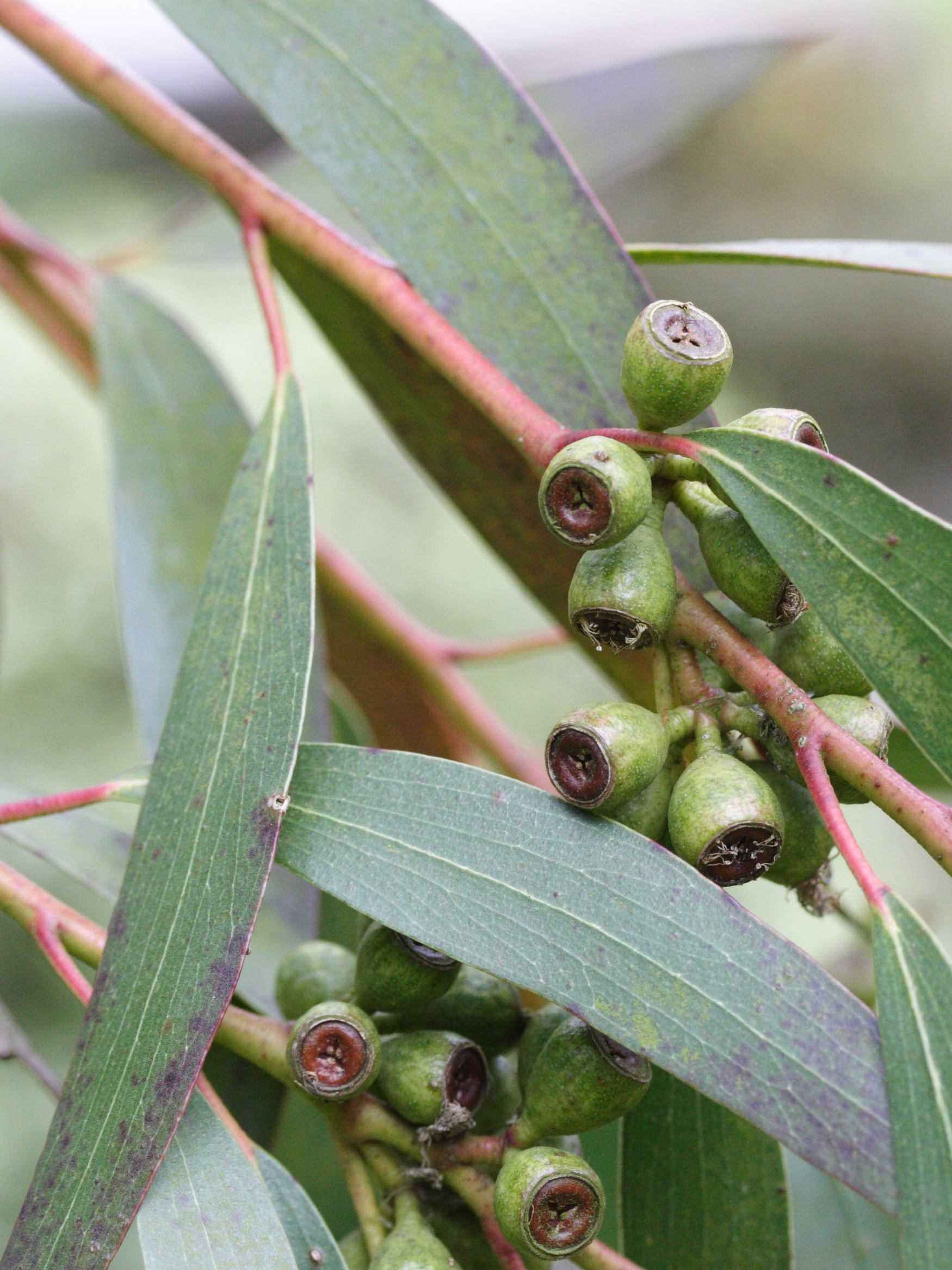 eucalyptus_gregsoniana3md