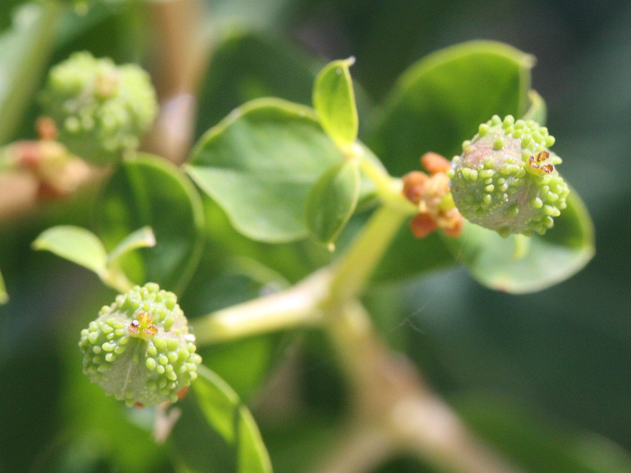 Euphorbia_acanthothamnos