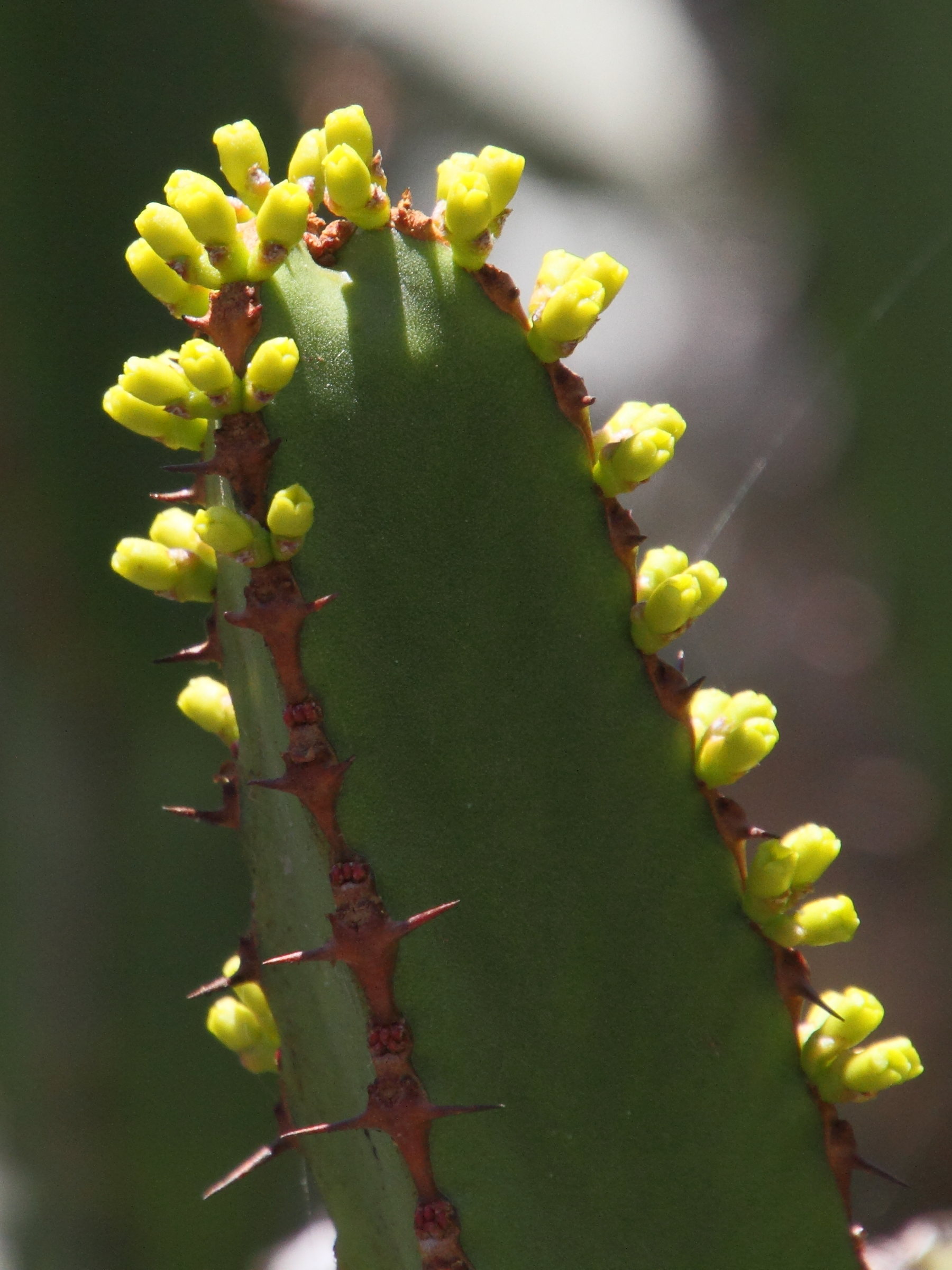 euphorbia_canariensis5md