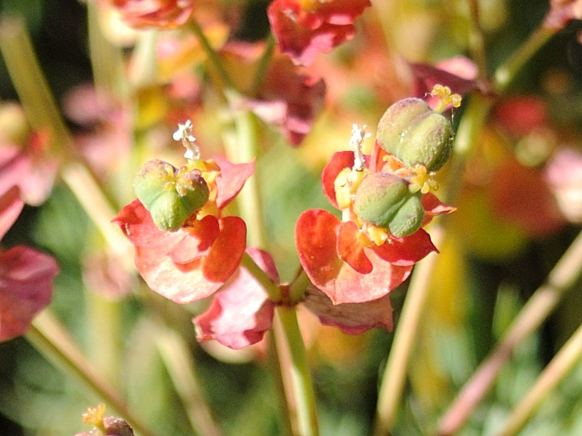 Afficher le média euphorbia_cyparissias7md euphorbia_cyparissias7md