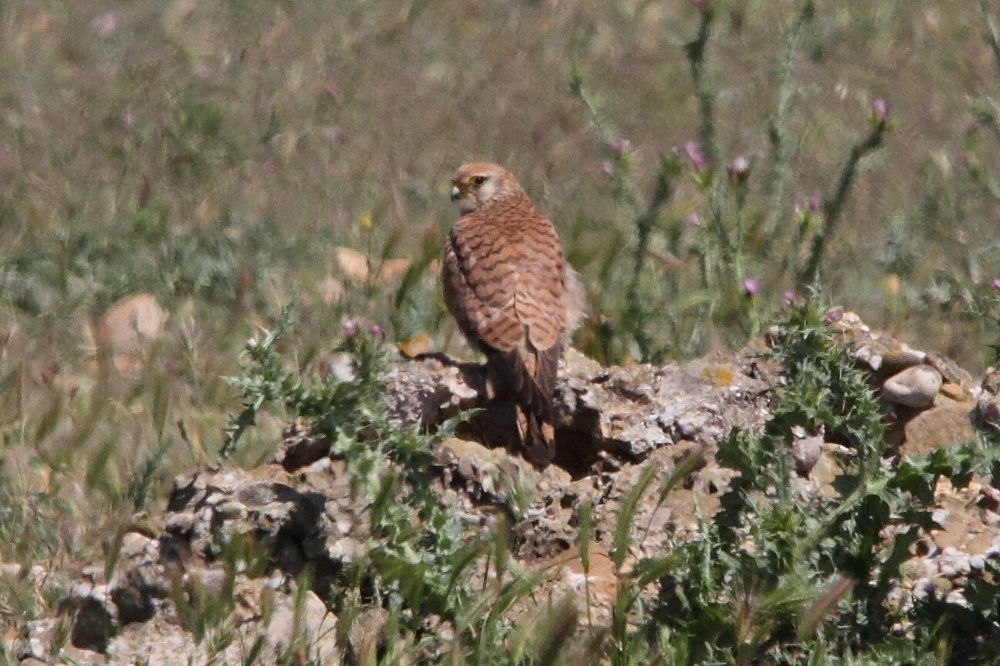 faucon_crecerellette_-_falco_naumanni4md